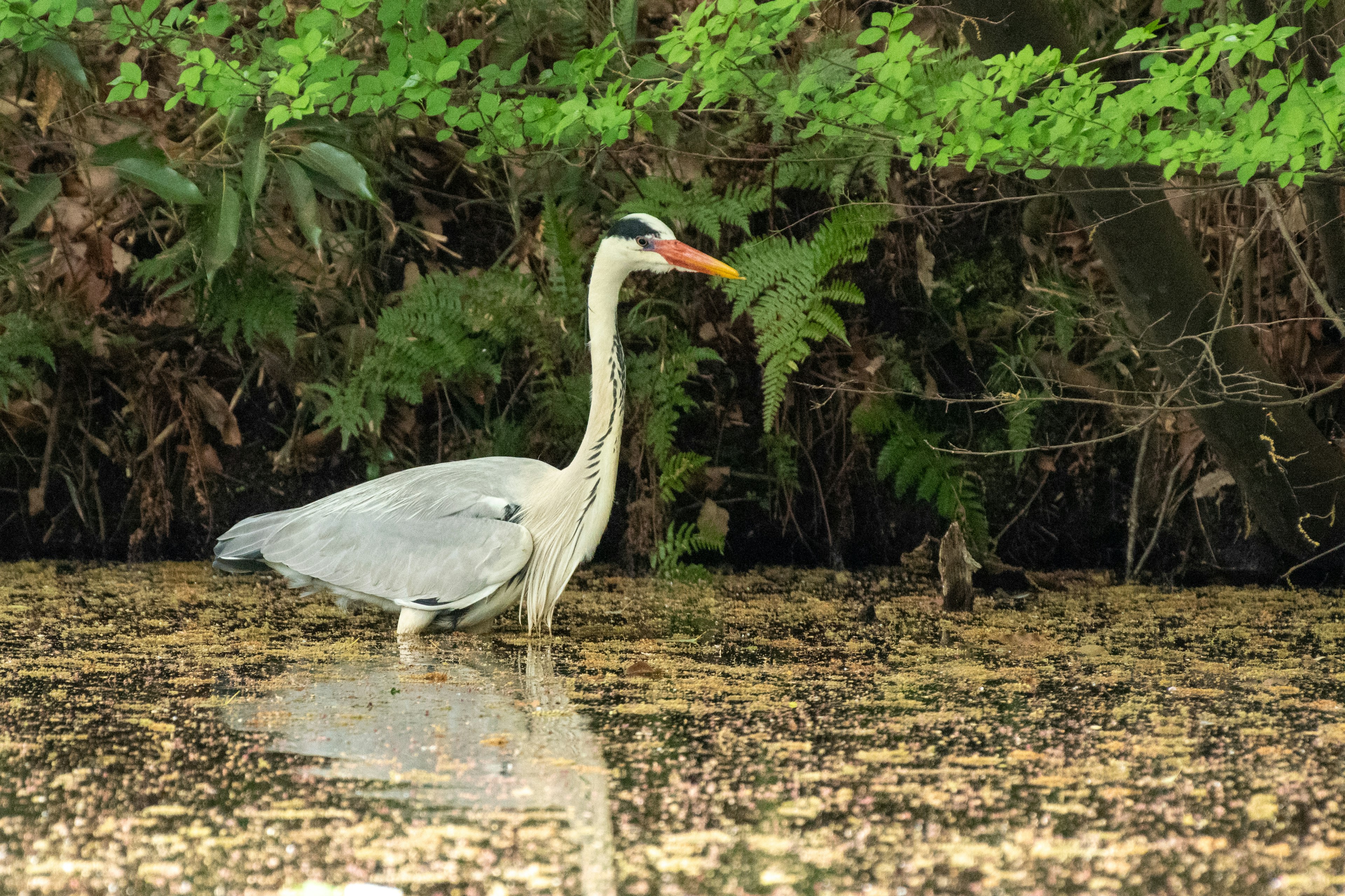 Ein Graureiher steht im flachen Wasser umgeben von grünem Laub