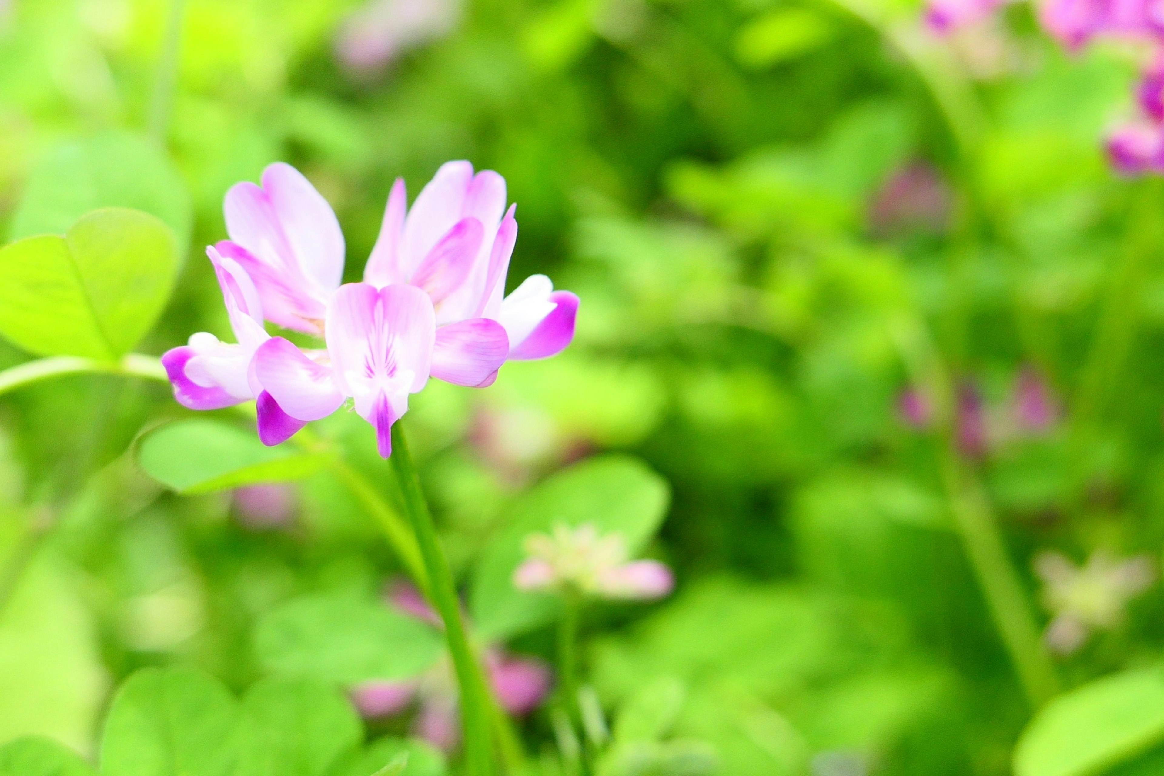 Zarte rosa Blume blüht zwischen üppigem grünem Laub