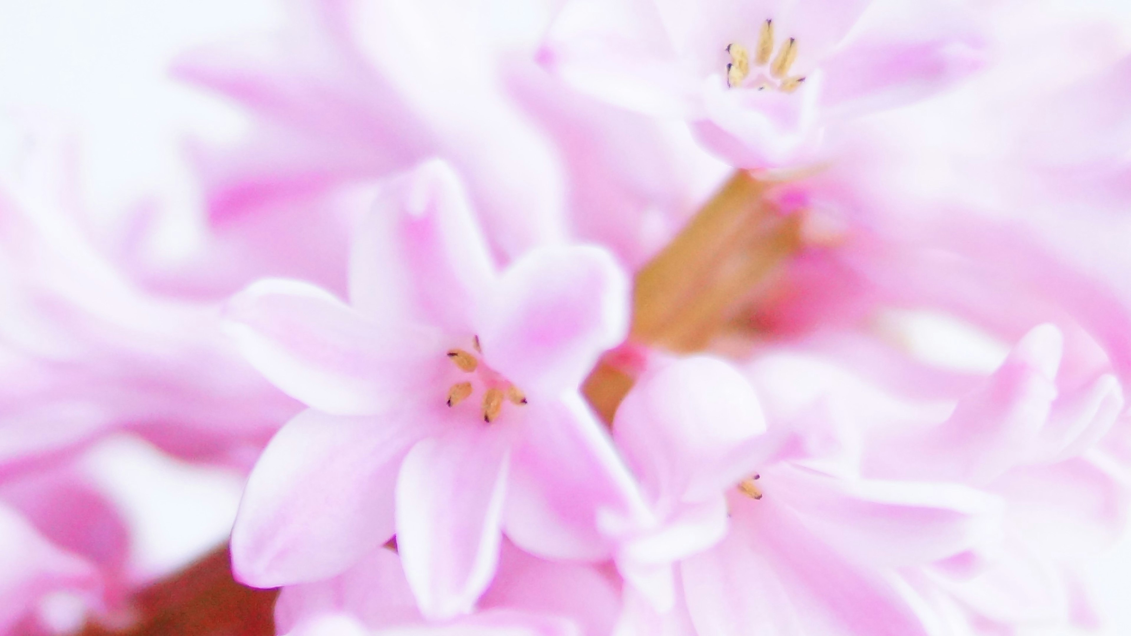 Nahaufnahme von zarten rosa Blumen in voller Blüte