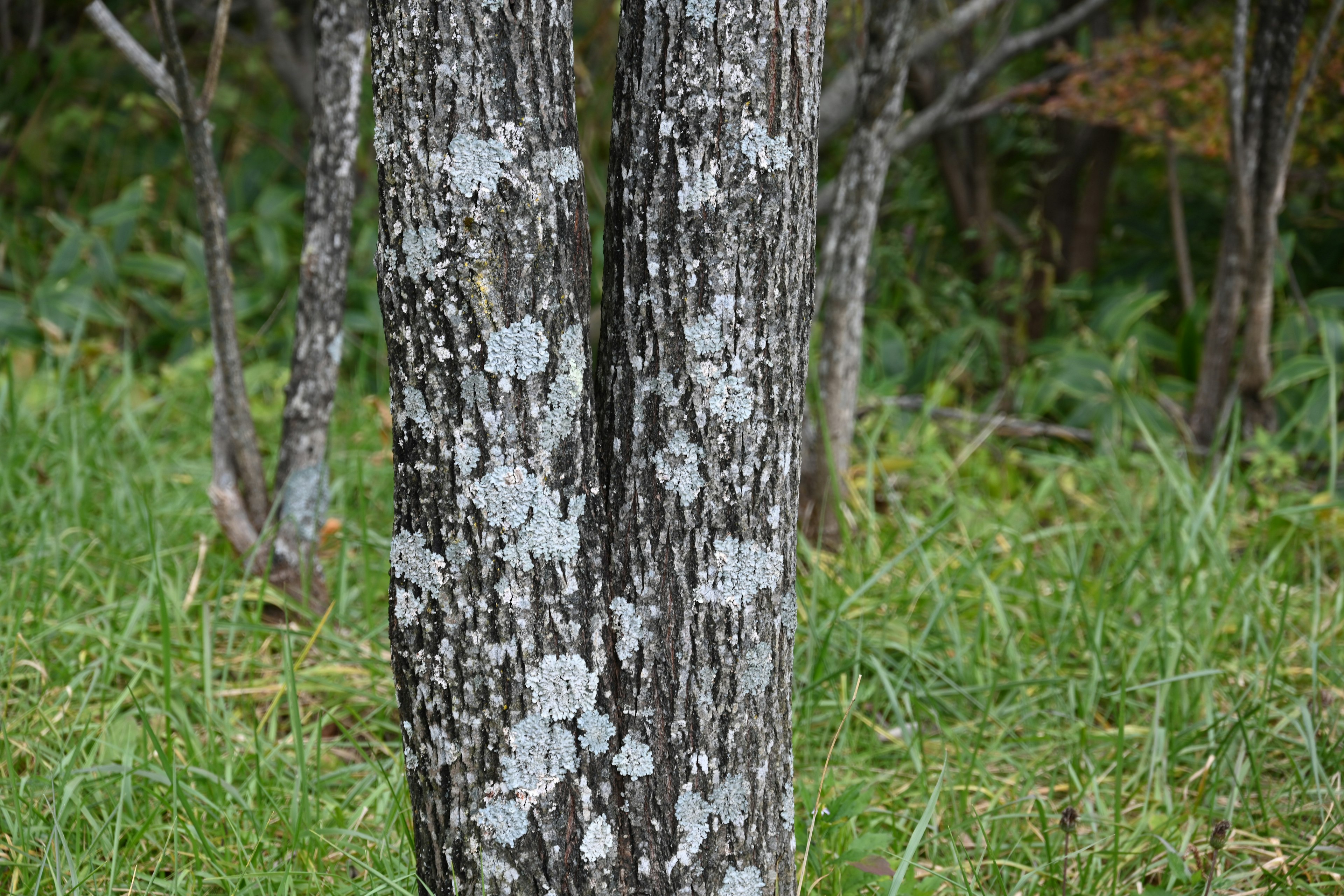 Due tronchi d'albero con licheni e muschio su un'area erbosa verde