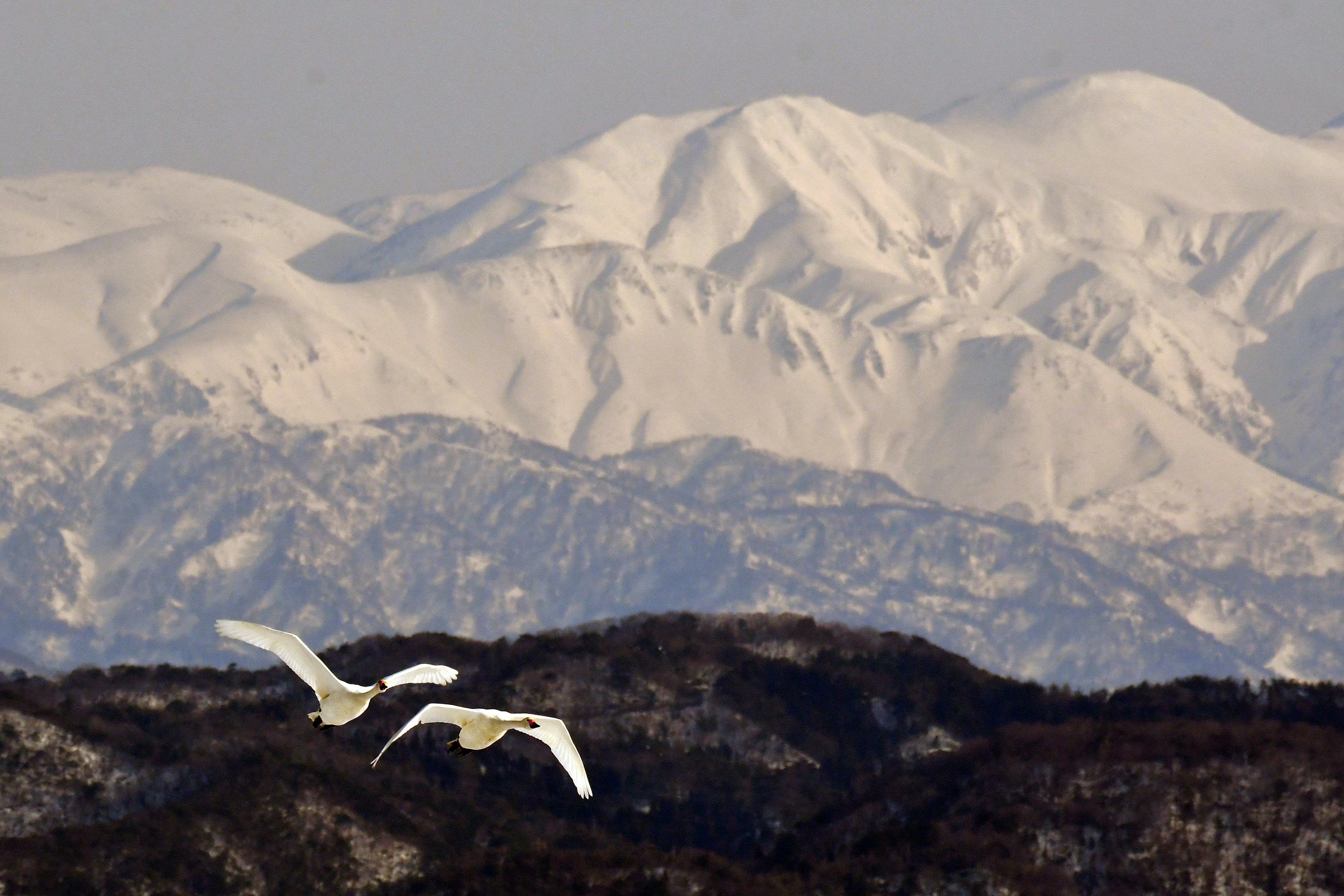 Groupe de cygnes volant sur fond de montagnes enneigées