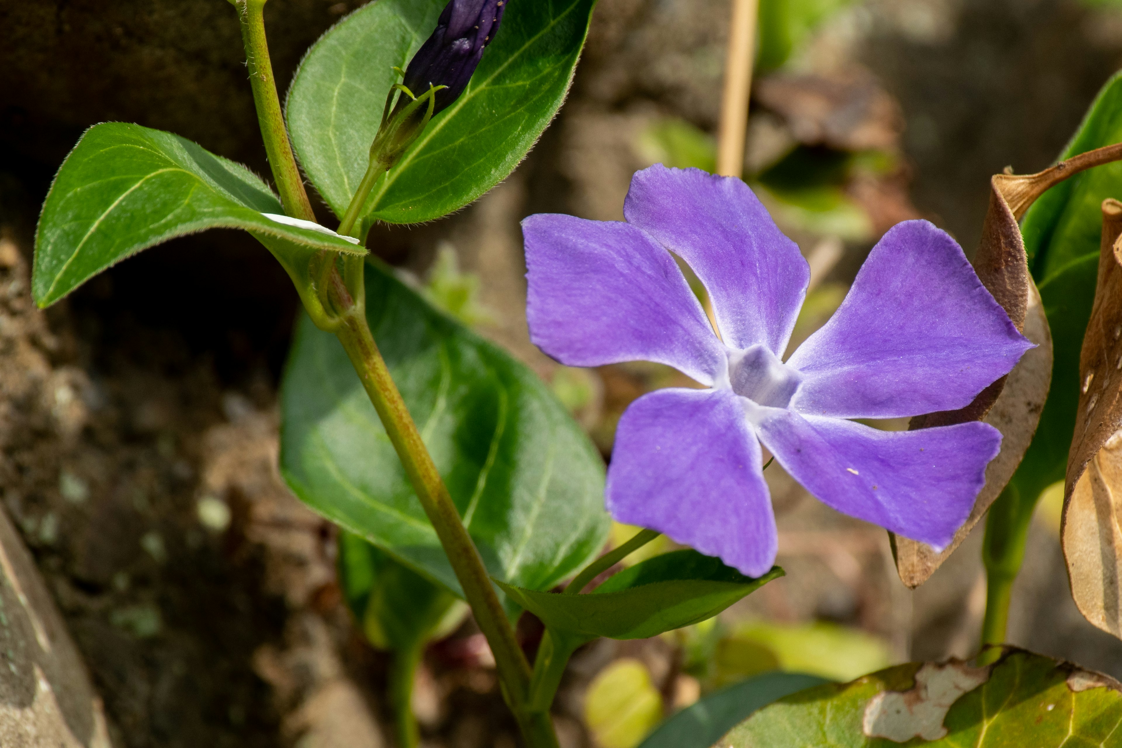 Eine lila Blume umgeben von grünen Blättern