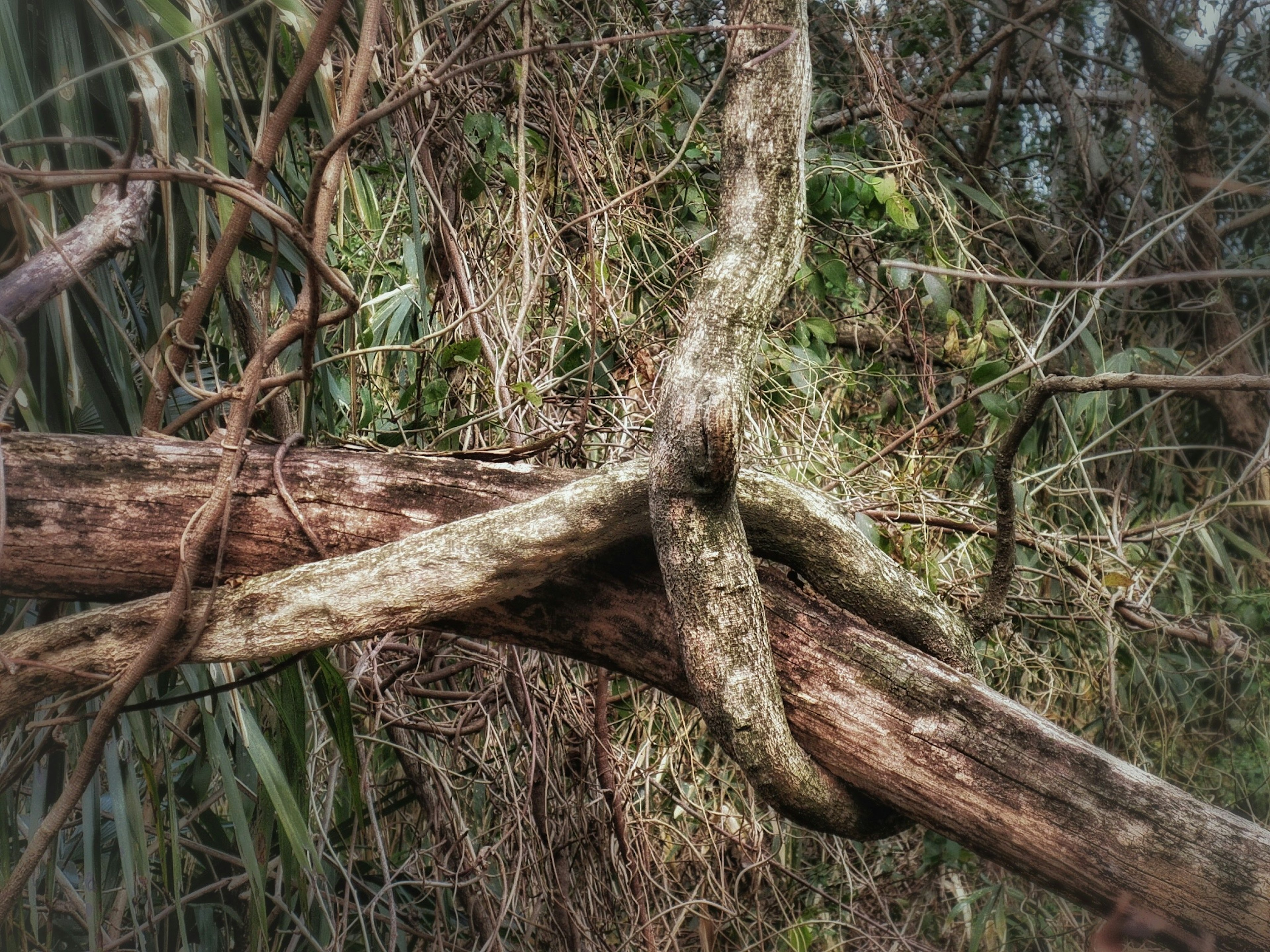 Ramas de árboles entrelazados y vides en un entorno natural