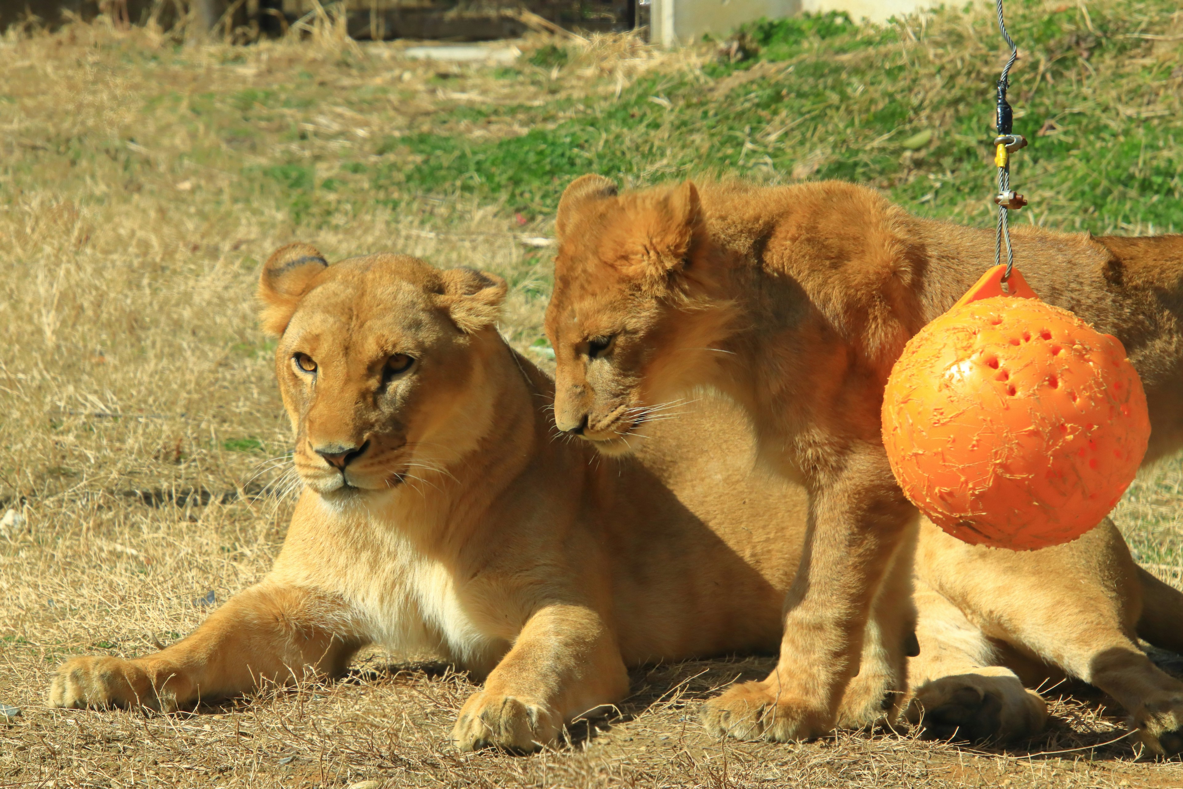 Eine Löwin und ihr Junges spielen zusammen mit einem orangefarbenen Ball in der Nähe