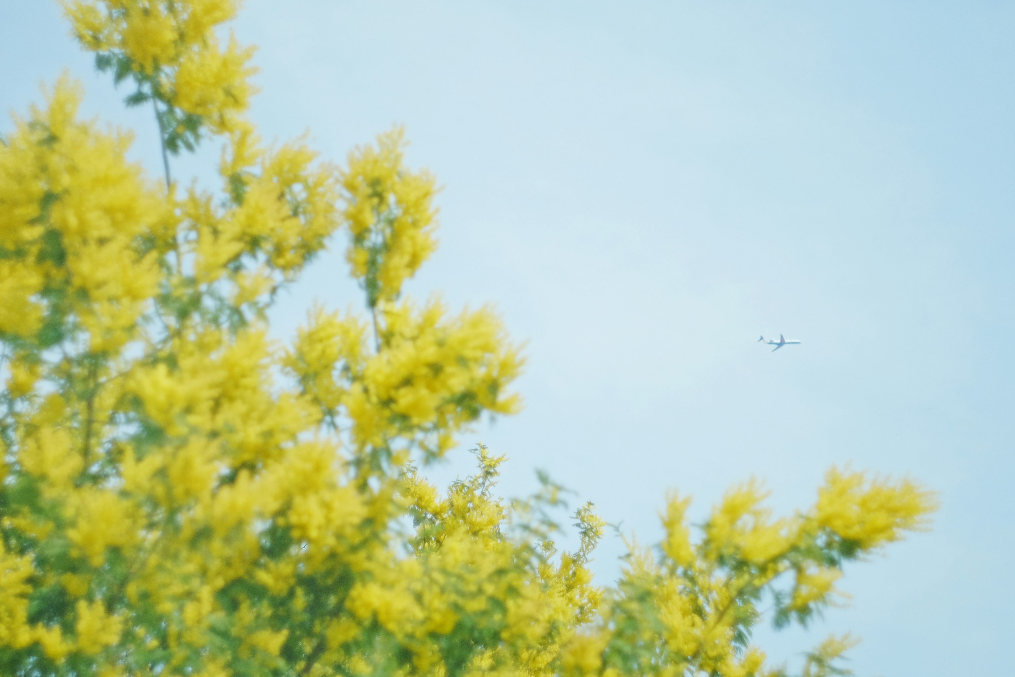 Ein Teil eines Baumes mit leuchtend gelben Blumen unter einem blauen Himmel