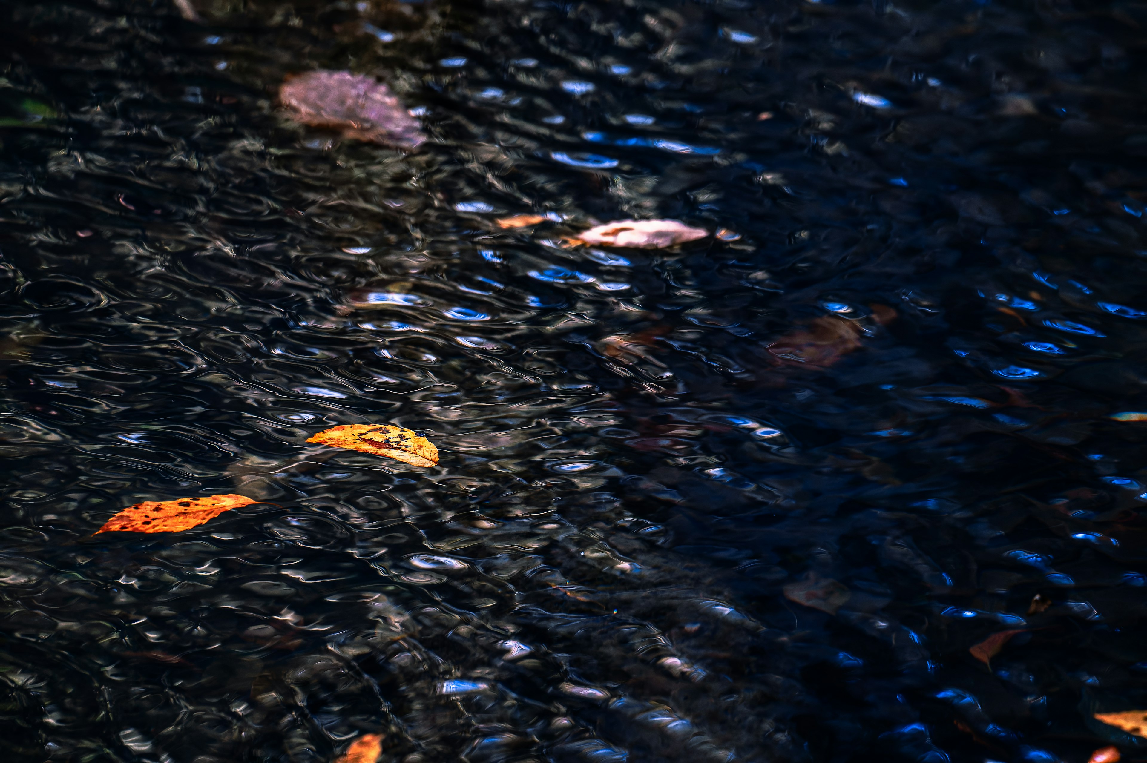 Autumn leaves floating on a water surface with rippling patterns