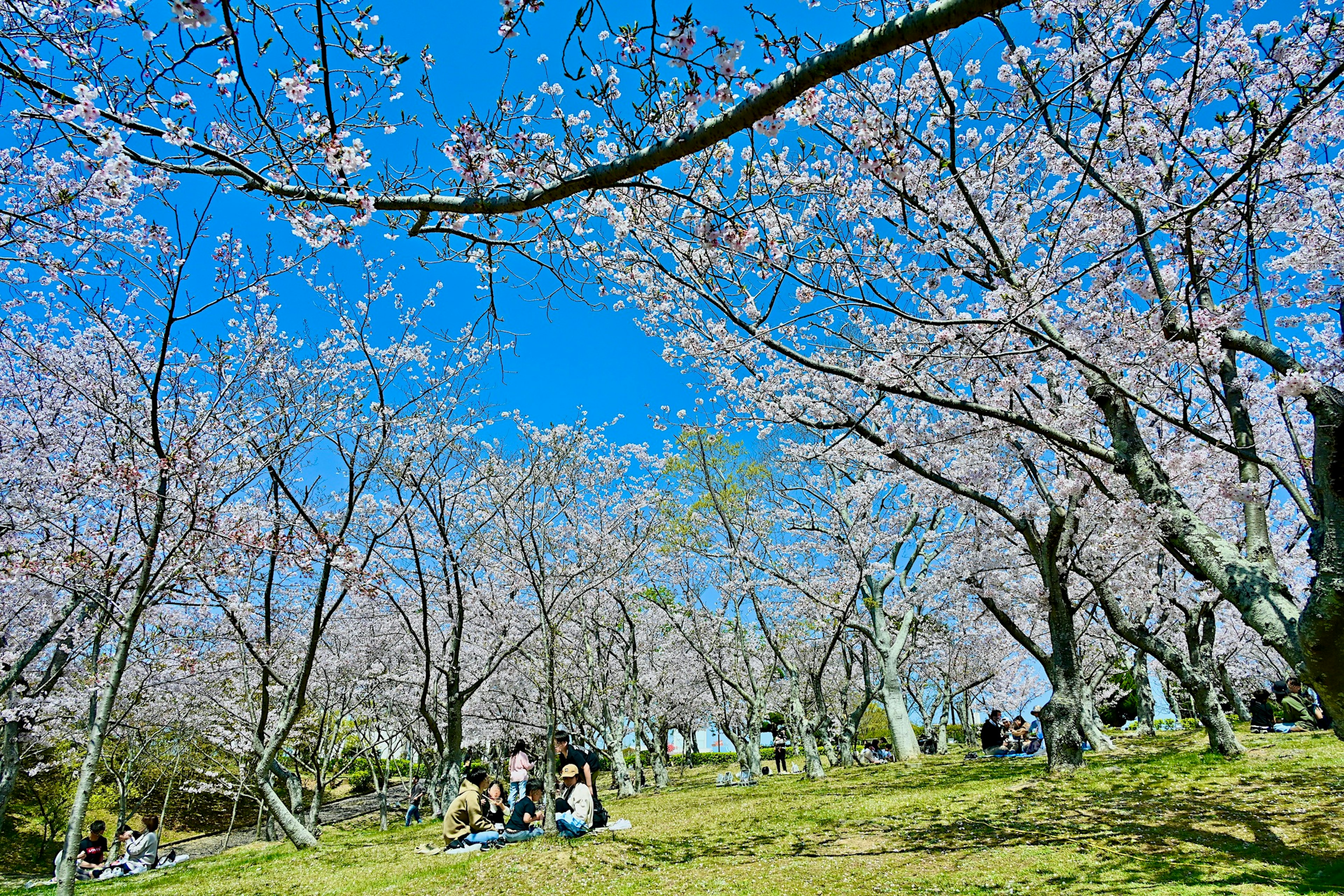 Árboles de cerezo en flor bajo un cielo azul claro con personas disfrutando de un picnic