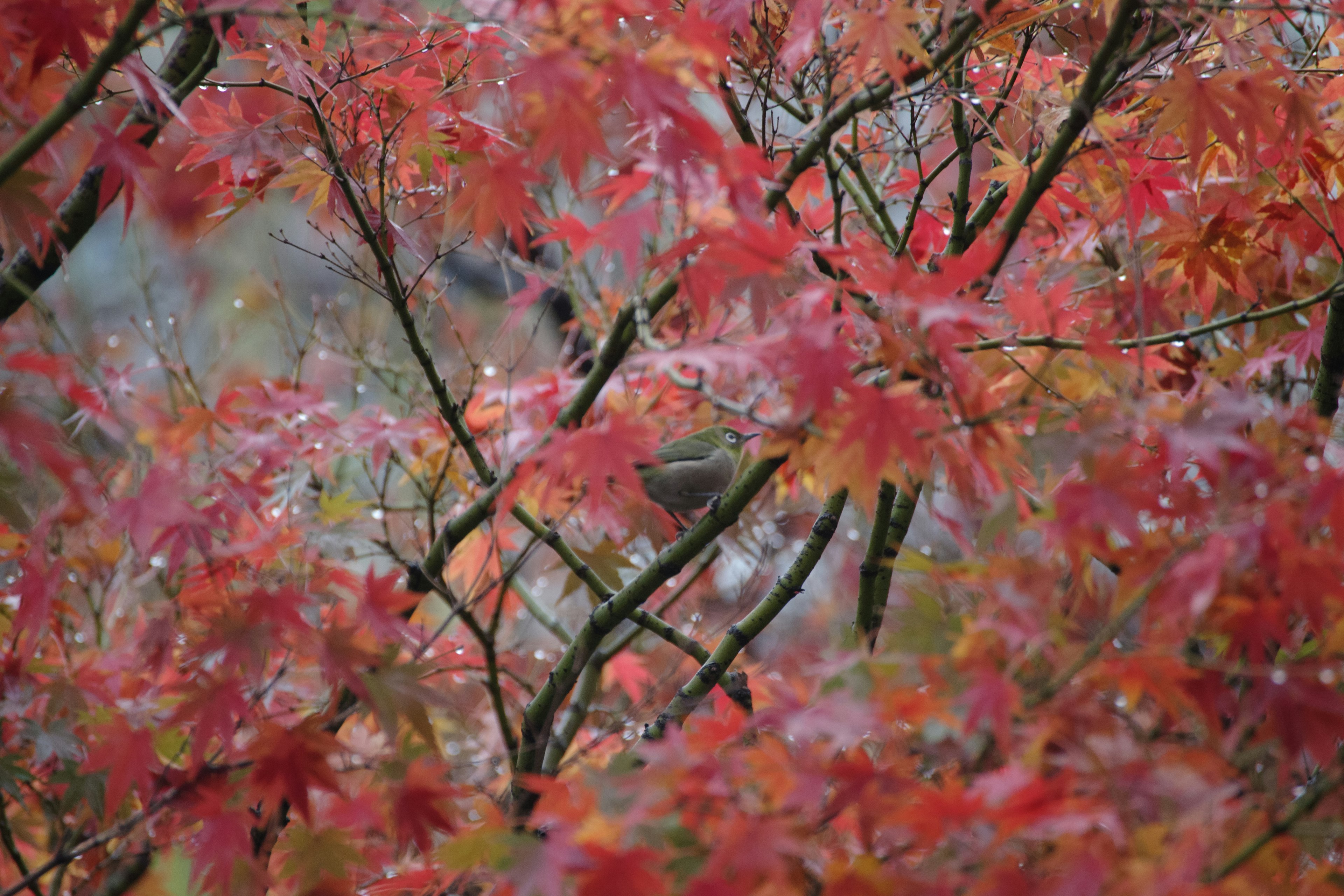 Gros plan sur des branches avec des feuilles rouges vives