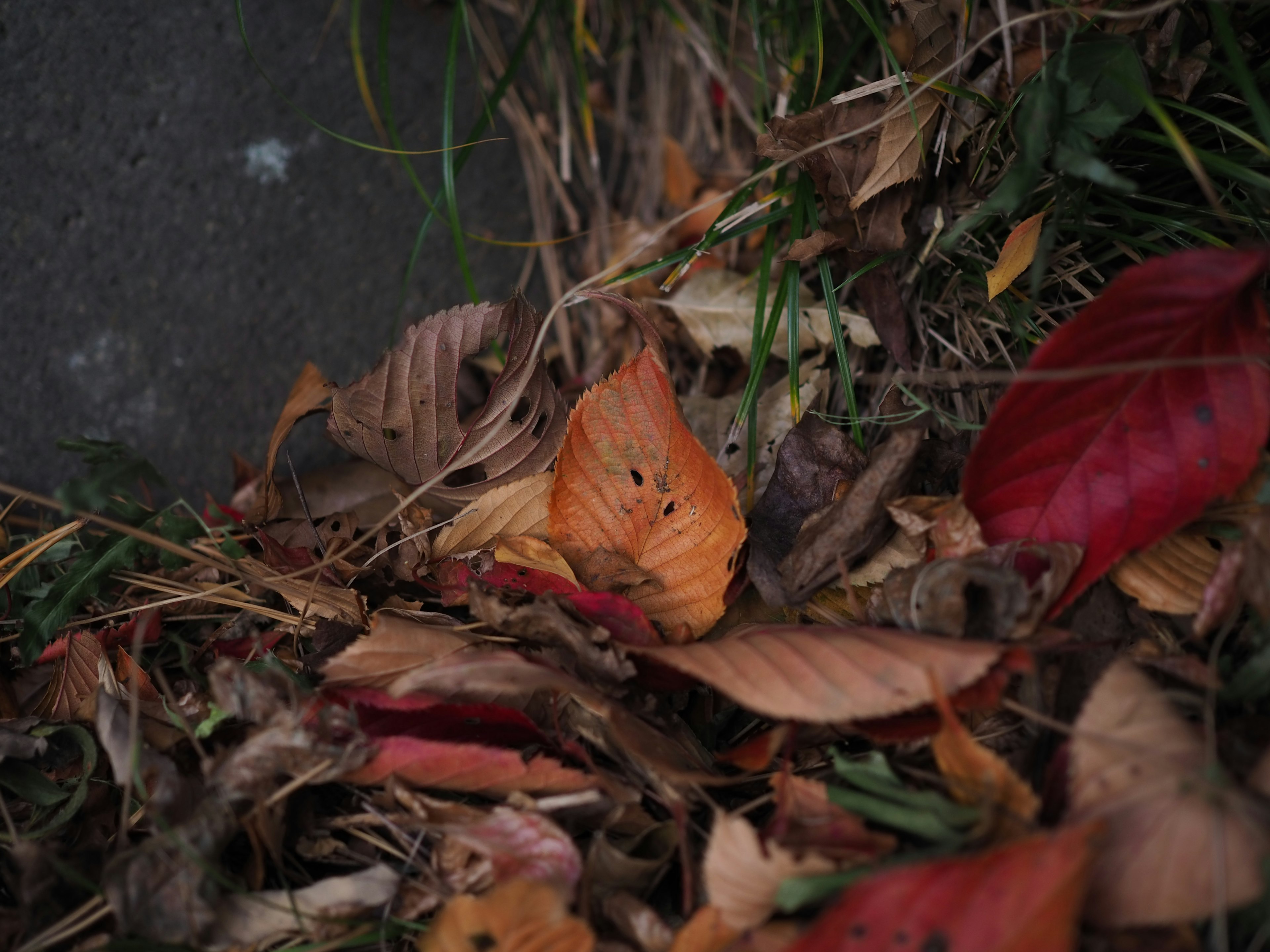 Hojas de otoño esparcidas por el suelo