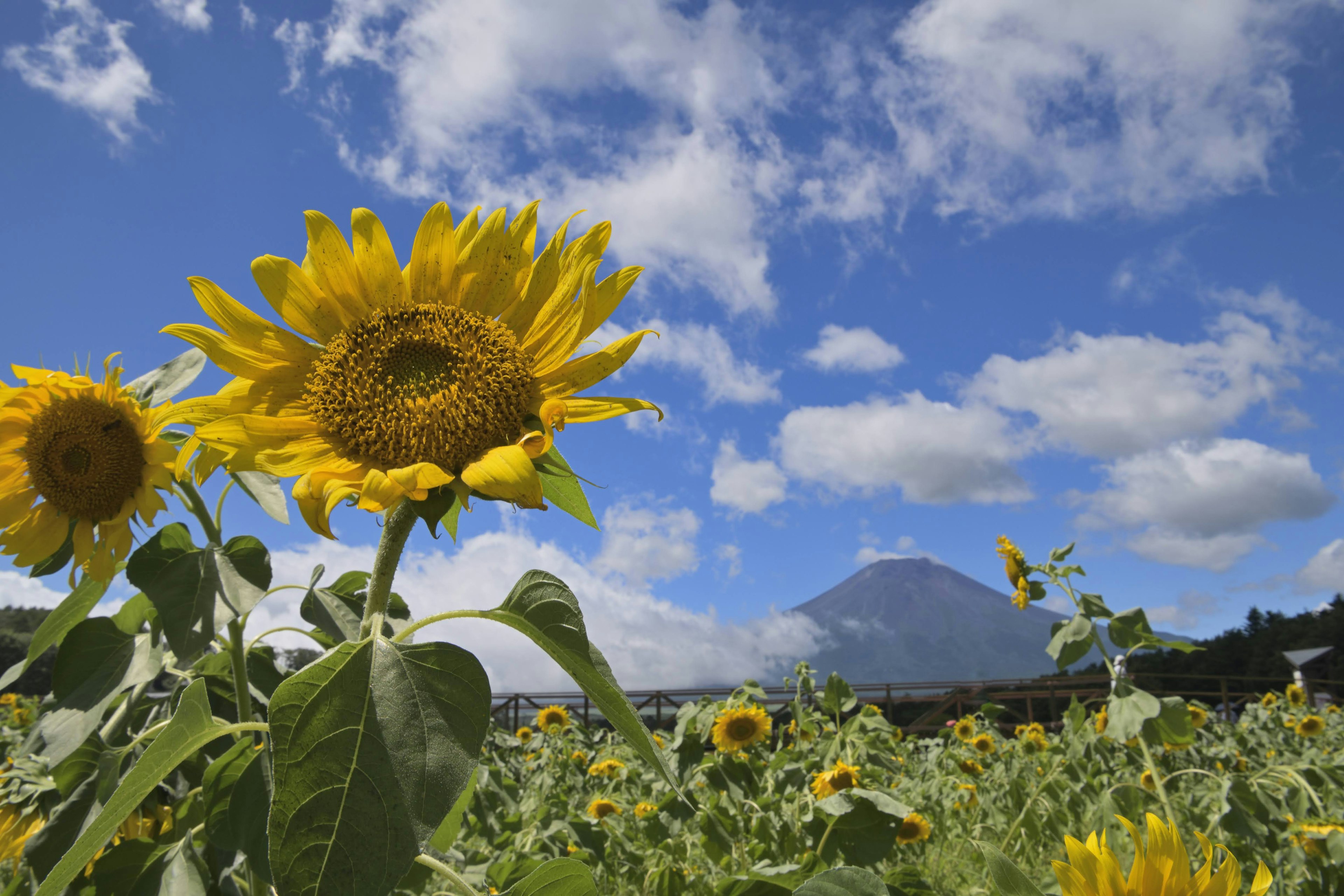 太陽の花と青空の下にそびえる山の風景