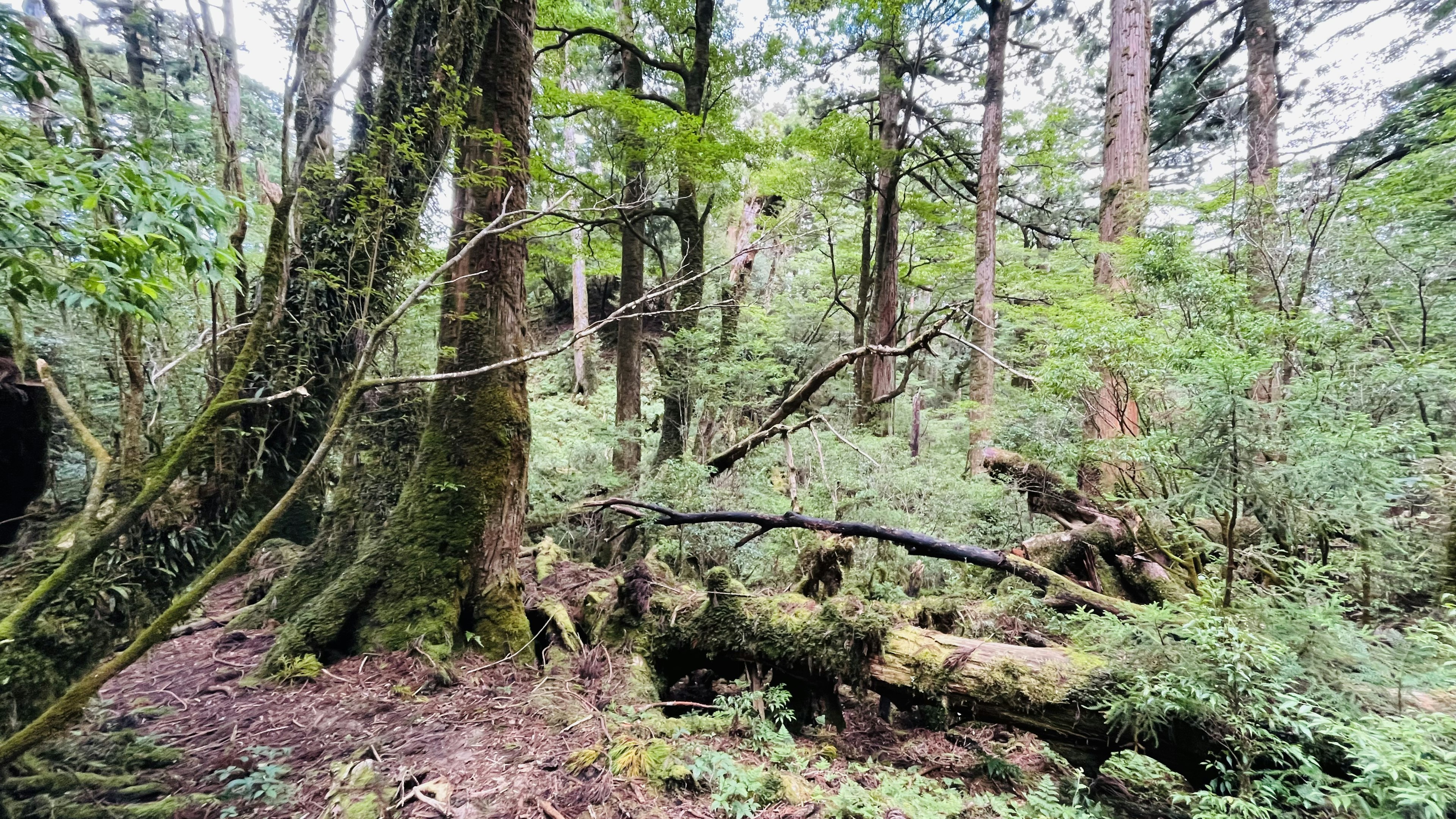 Une forêt luxuriante avec des arbres anciens et des troncs d'arbres tombés