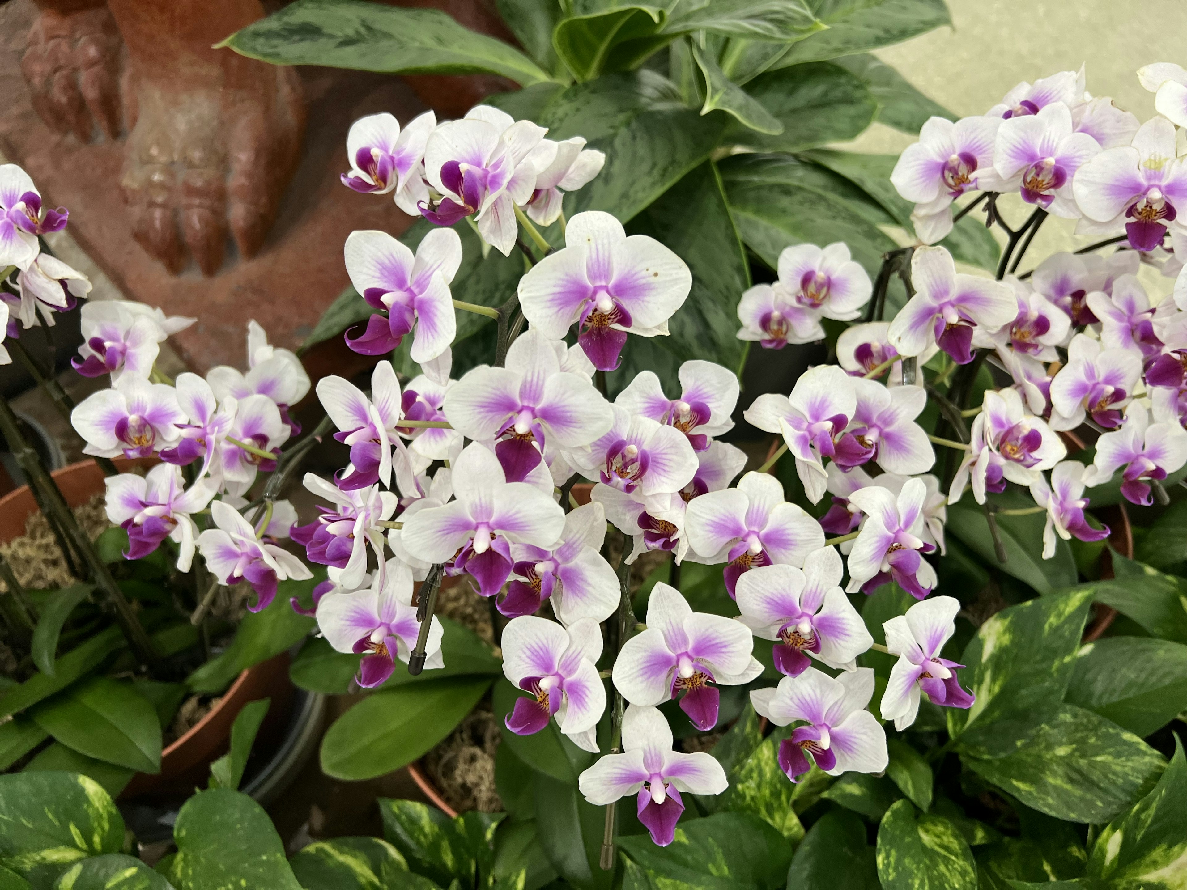 Gruppo di orchidee con fiori viola e bianchi in fiore