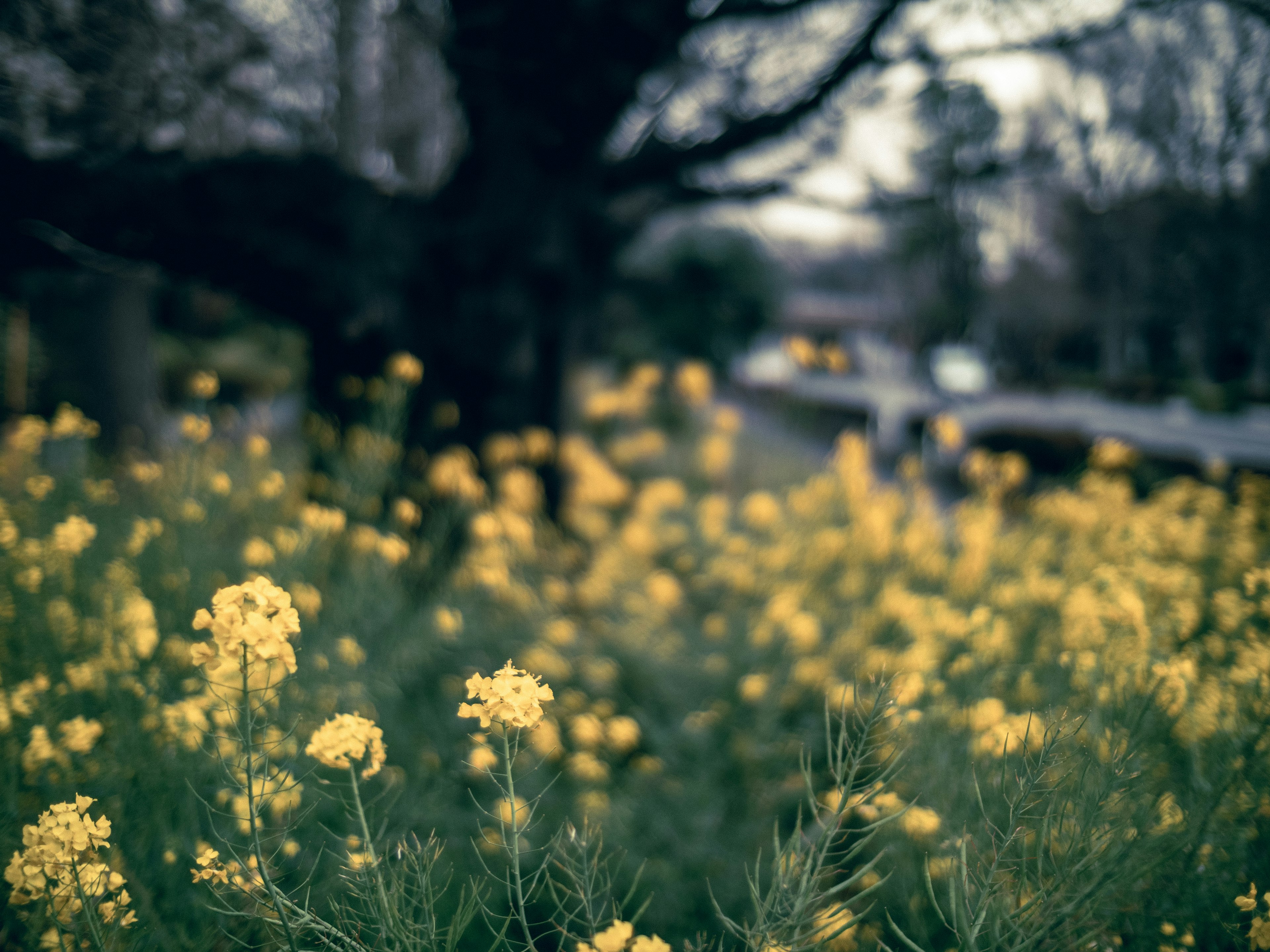 Champ de fleurs jaunes avec un arrière-plan flou d'arbres et d'un chemin