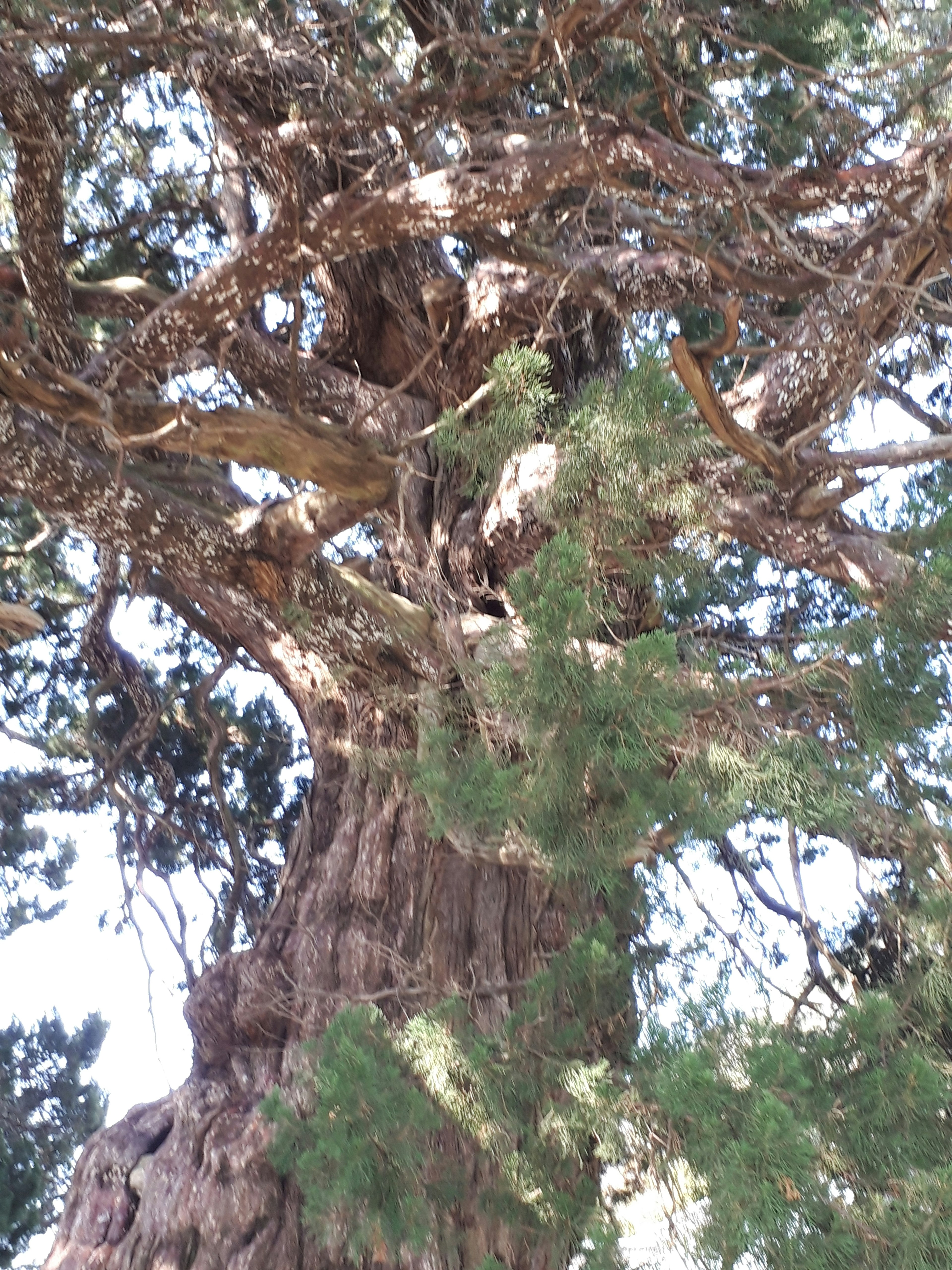 Un tronco d'albero antico con corteccia spessa e intricata