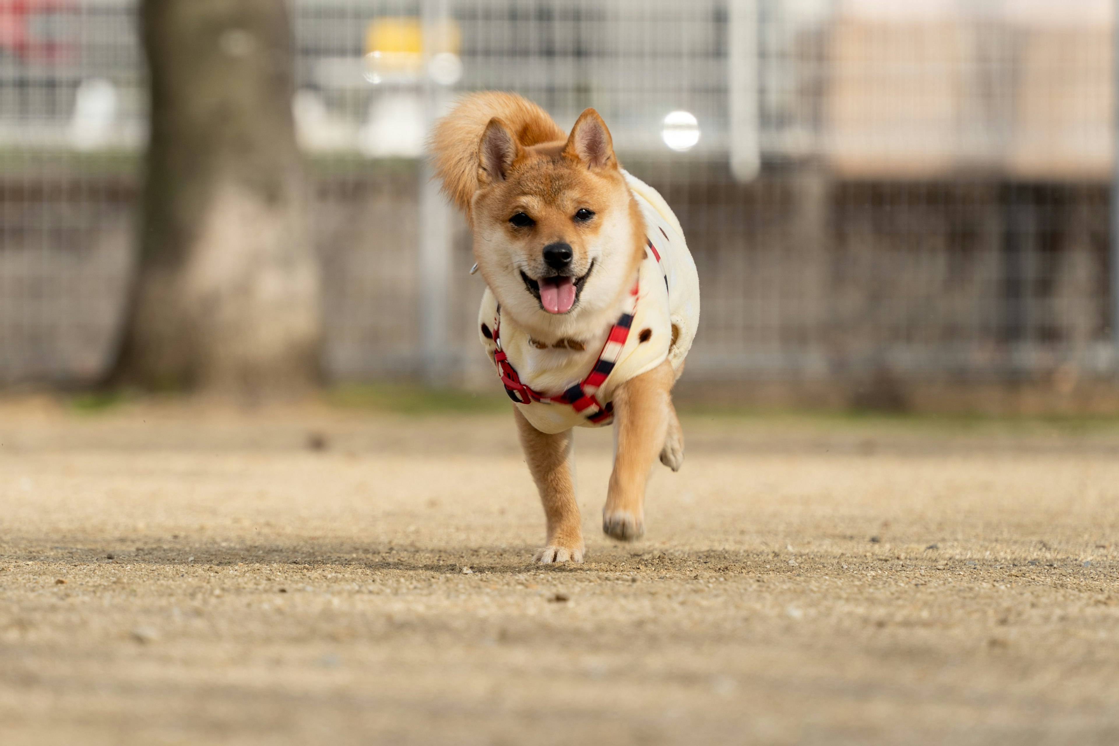 公園を走る柴犬の写真 犬は赤いハーネスをつけている