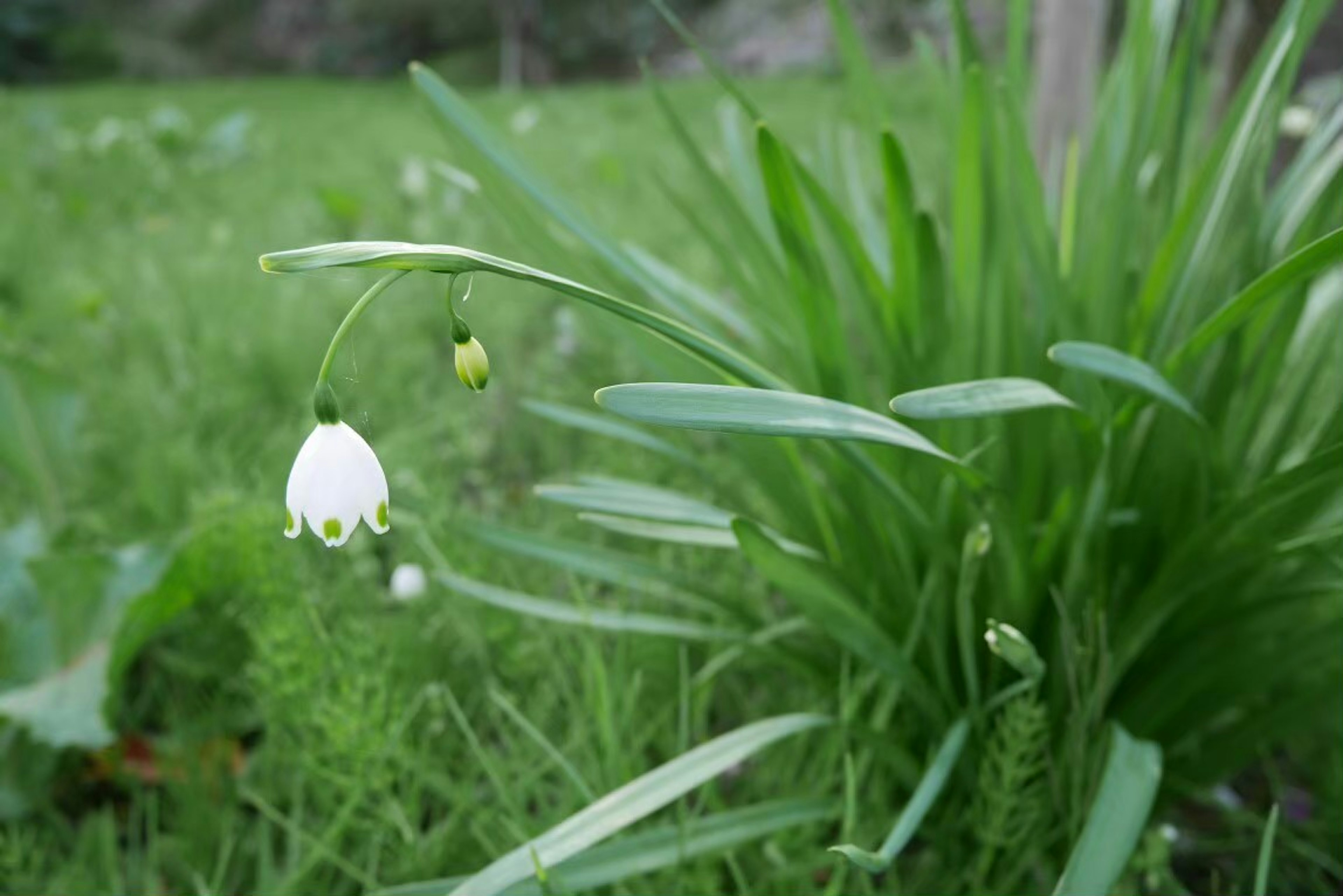 Pianta con fiore bianco e foglie verdi