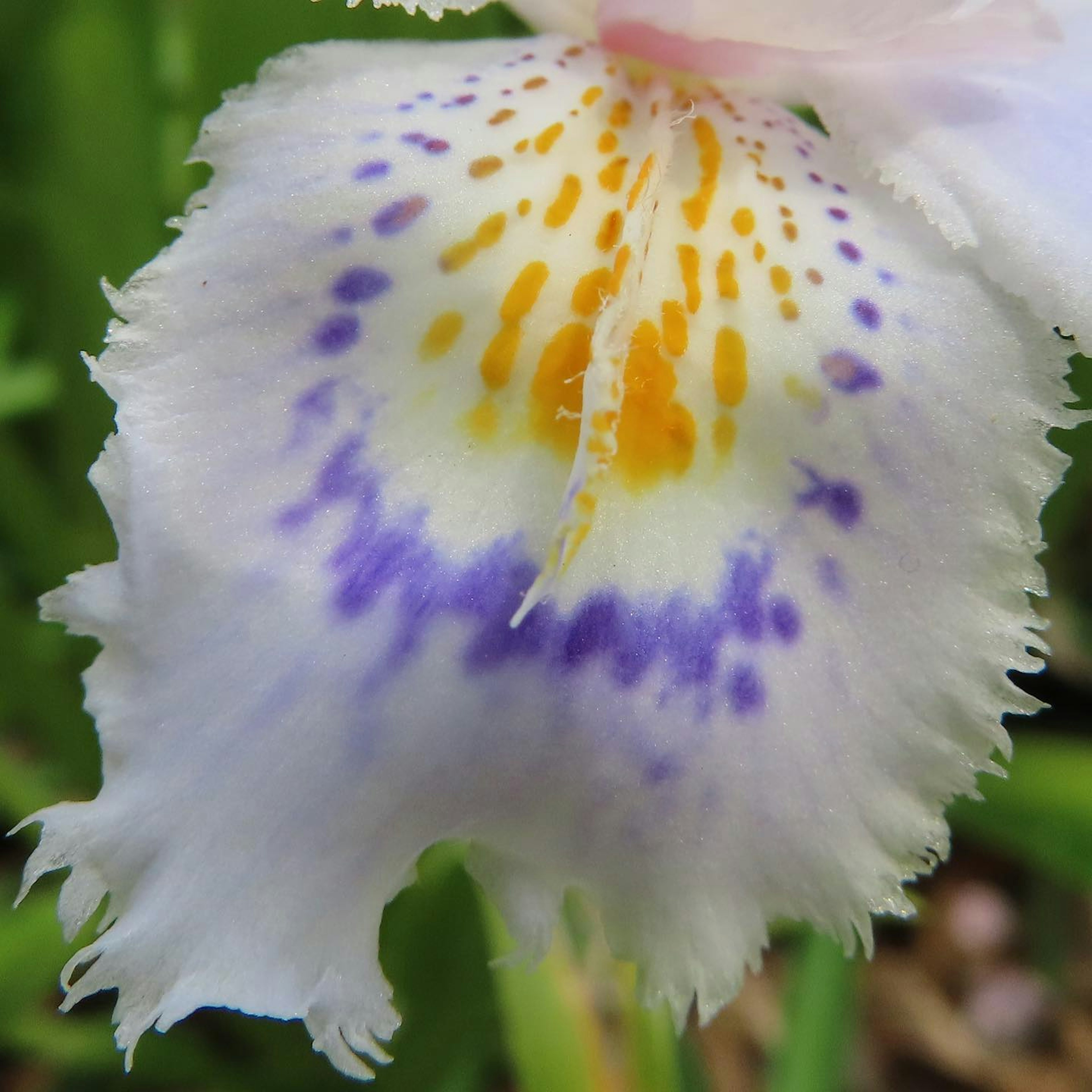 Close-up of a flower petal with orange and purple patterns