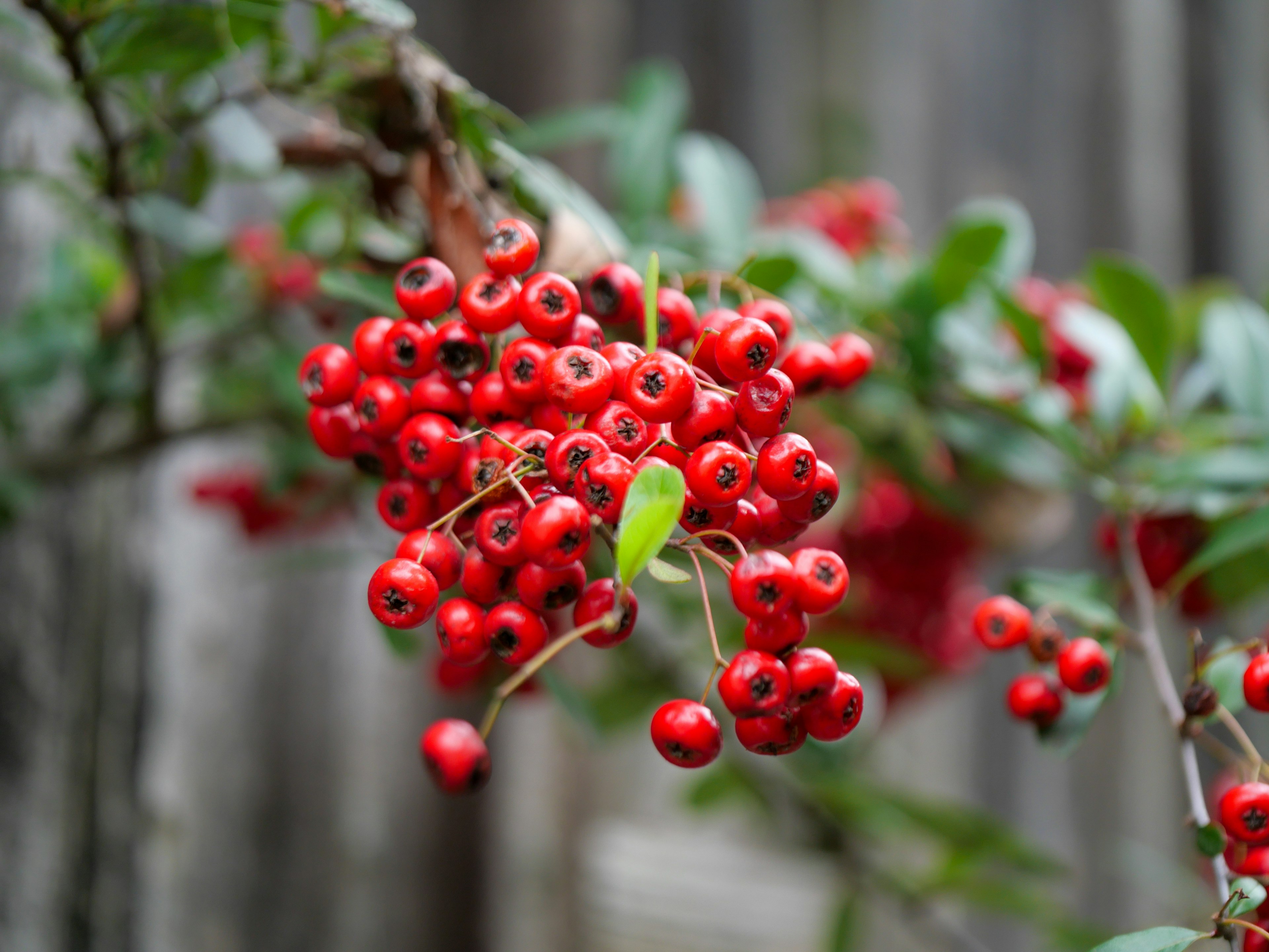 Ein Ast mit Clustern von leuchtend roten Beeren und grünen Blättern