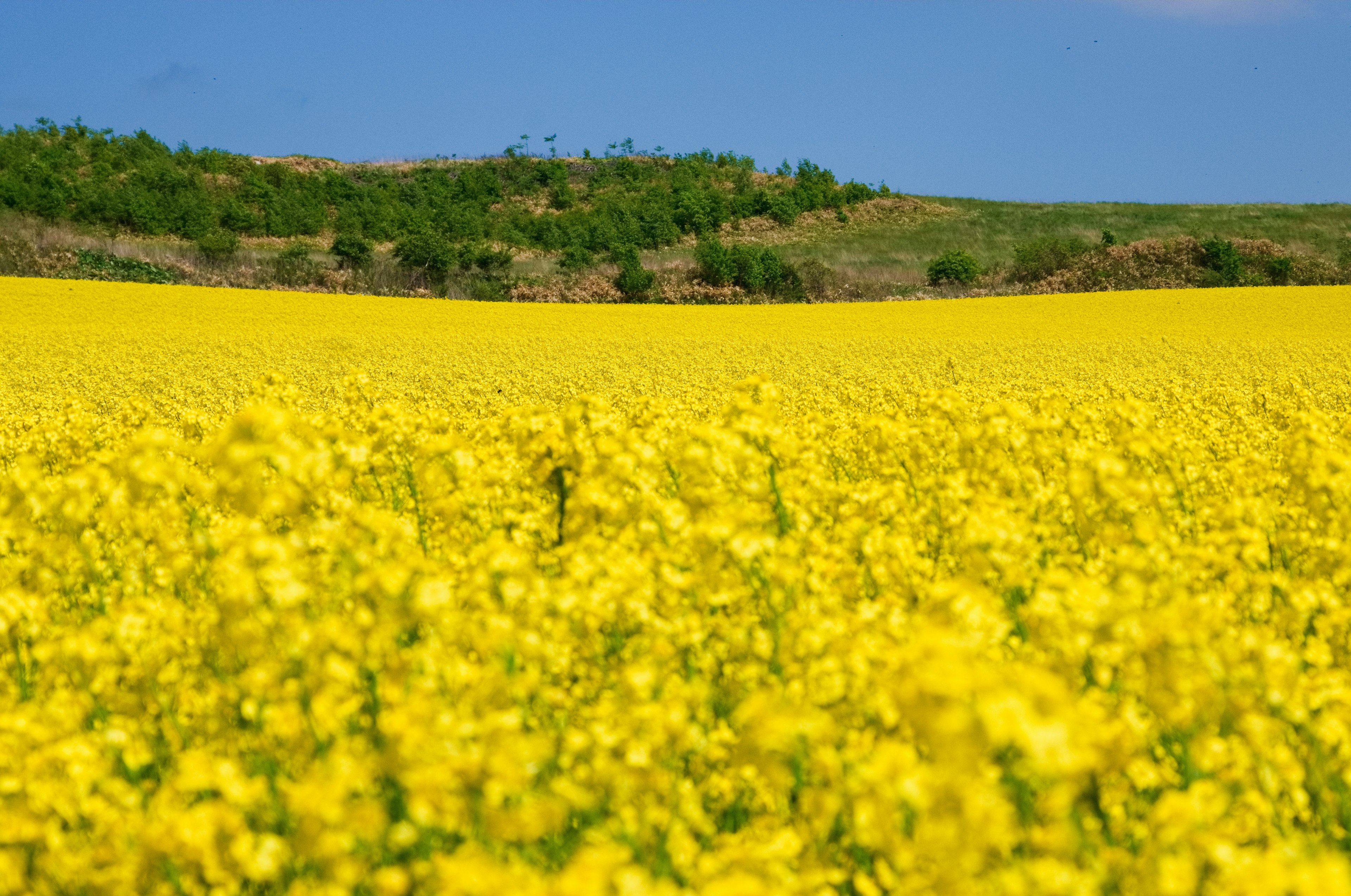 Vaste champ de fleurs de colza jaunes sous un ciel bleu avec des collines vertes