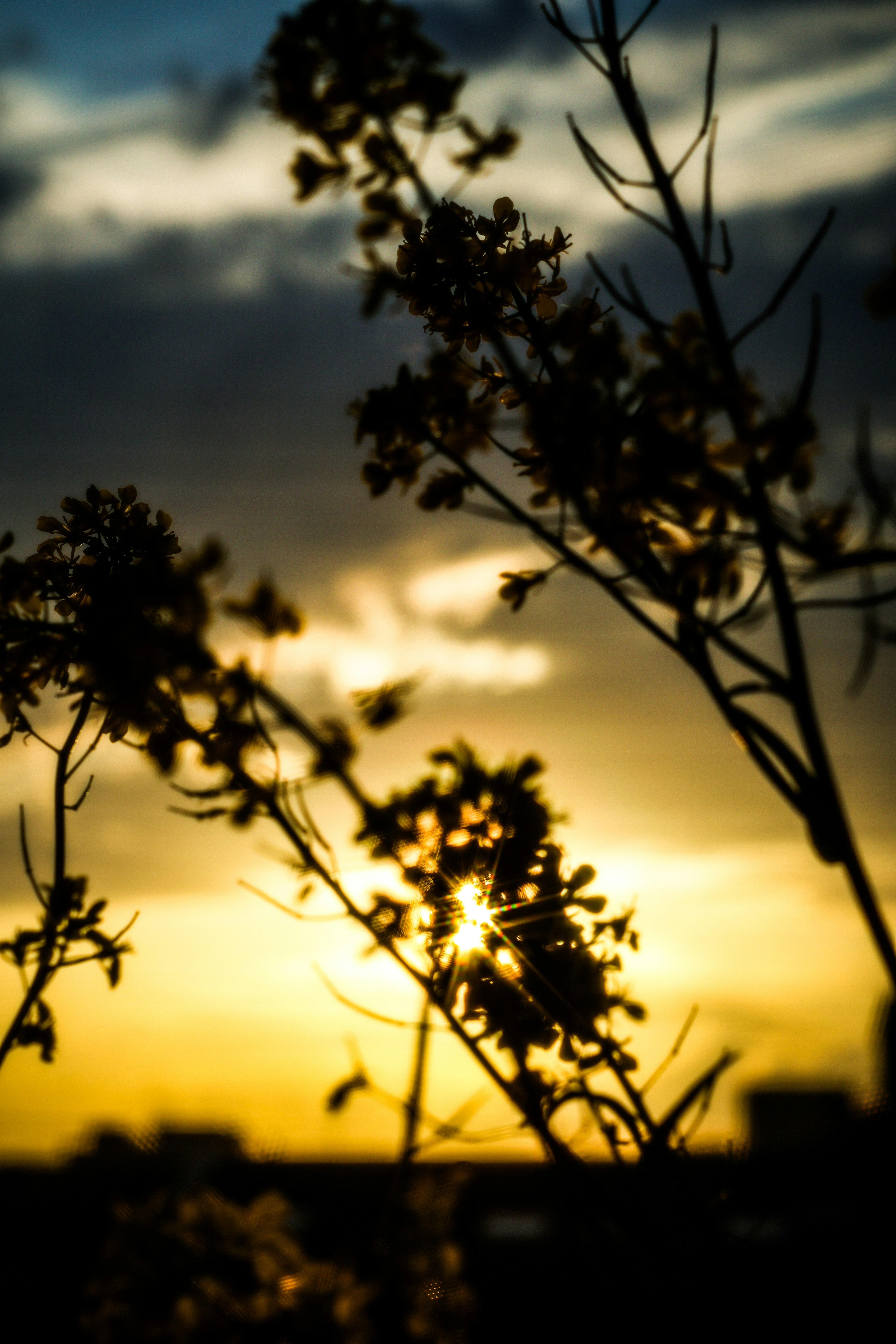 Silhouette di fiori contro un tramonto