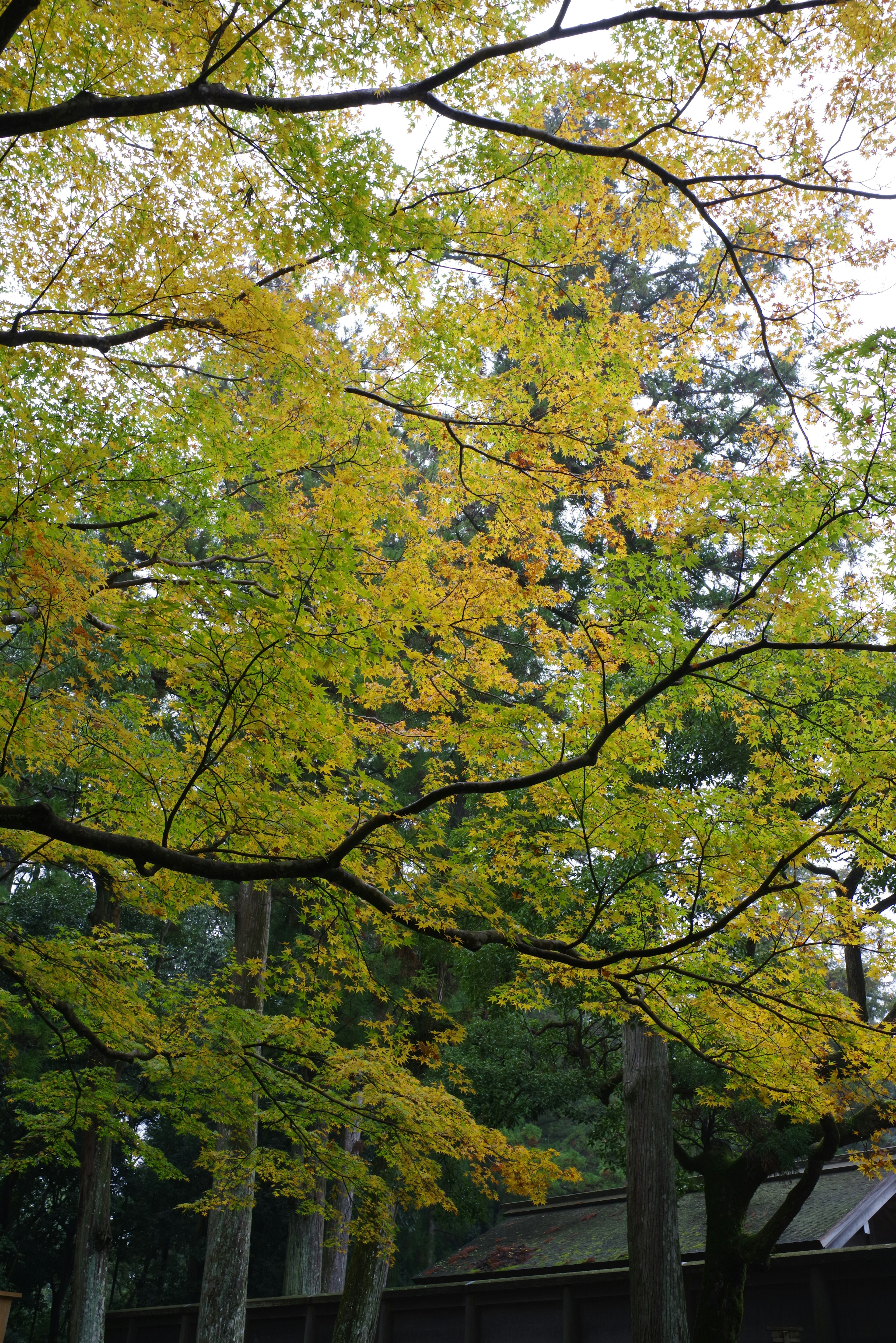 Ramas de un árbol con hojas amarillas contra un fondo verde