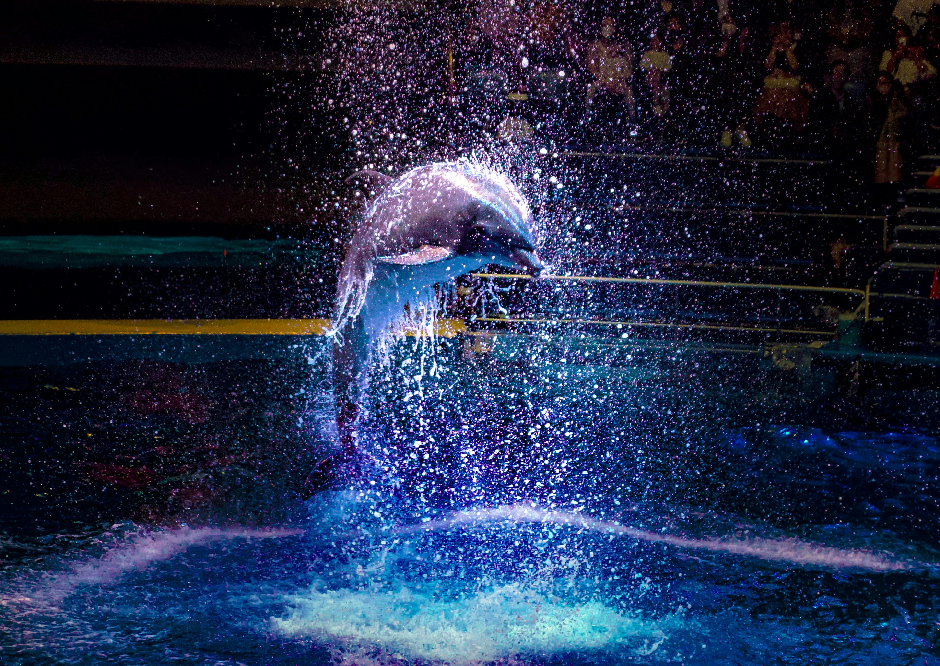 Un dauphin effectuant un saut impressionnant parmi des gouttes d'eau scintillantes