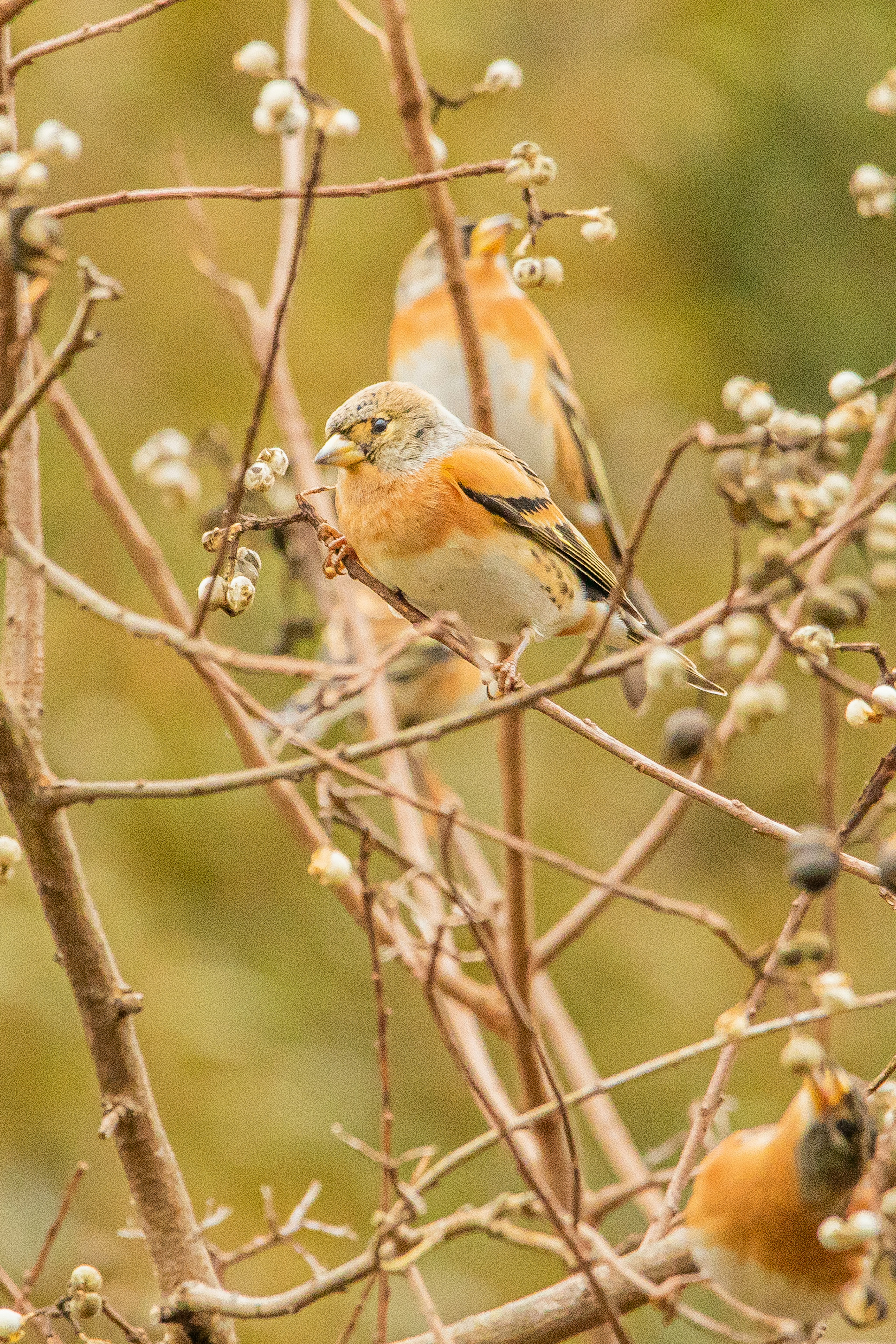 Un groupe de petits oiseaux perchés sur des branches avec un arrière-plan vert flou