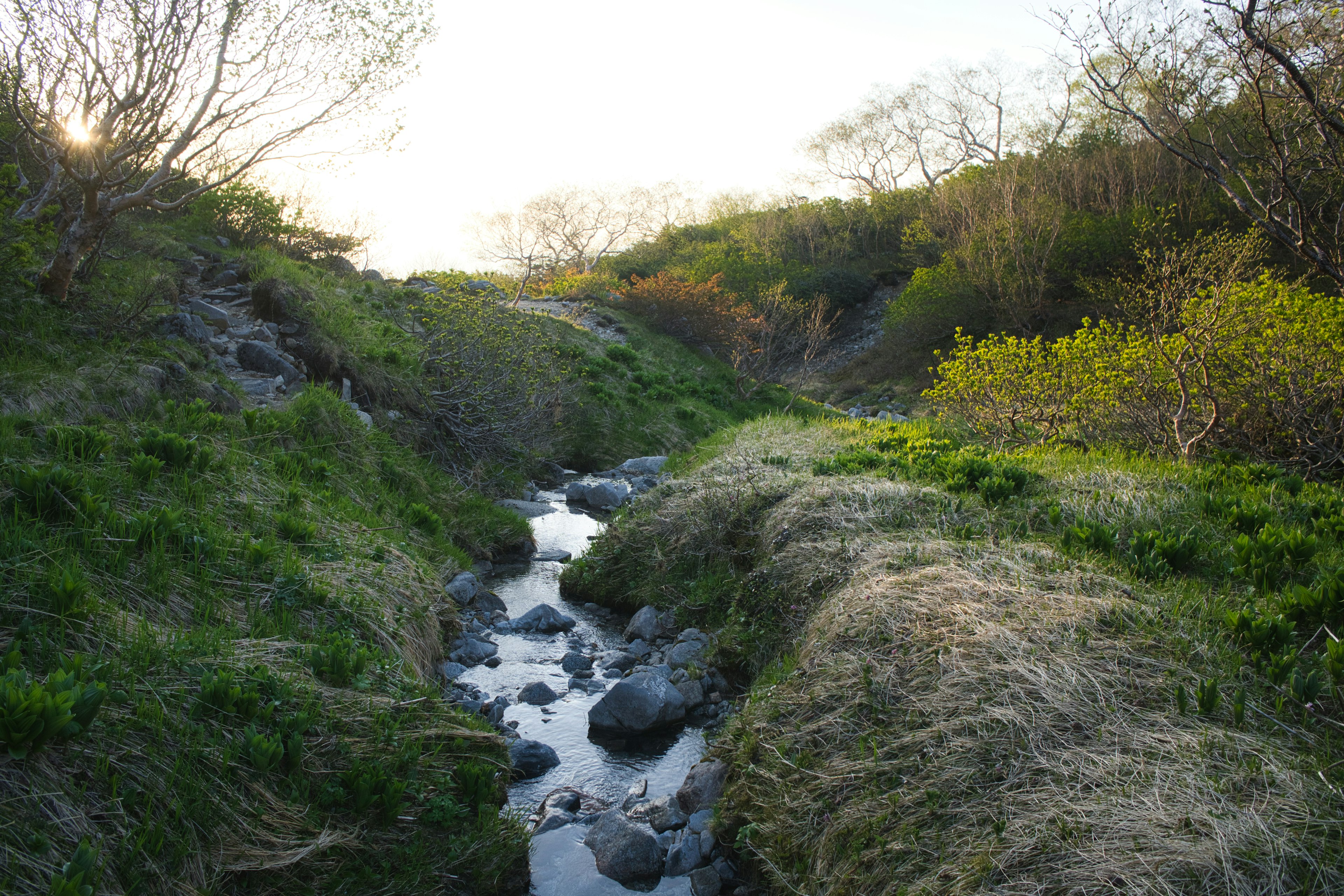 小川が流れる緑豊かな風景 緑色の草と小さな岩が点在し 日が沈む時間帯の柔らかい光があふれる