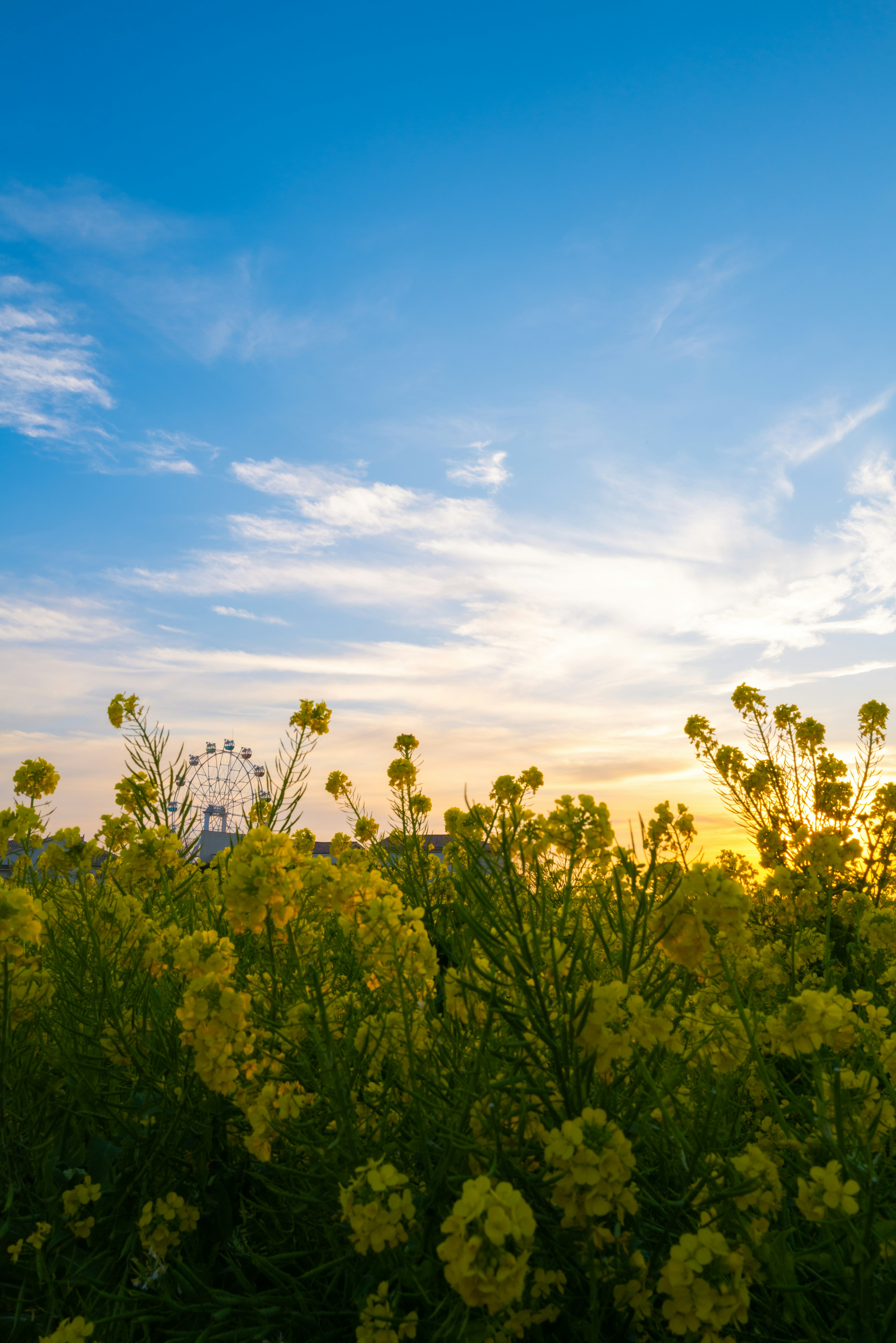 Champ de fleurs jaunes sous un ciel bleu avec un coucher de soleil et une grande roue en arrière-plan