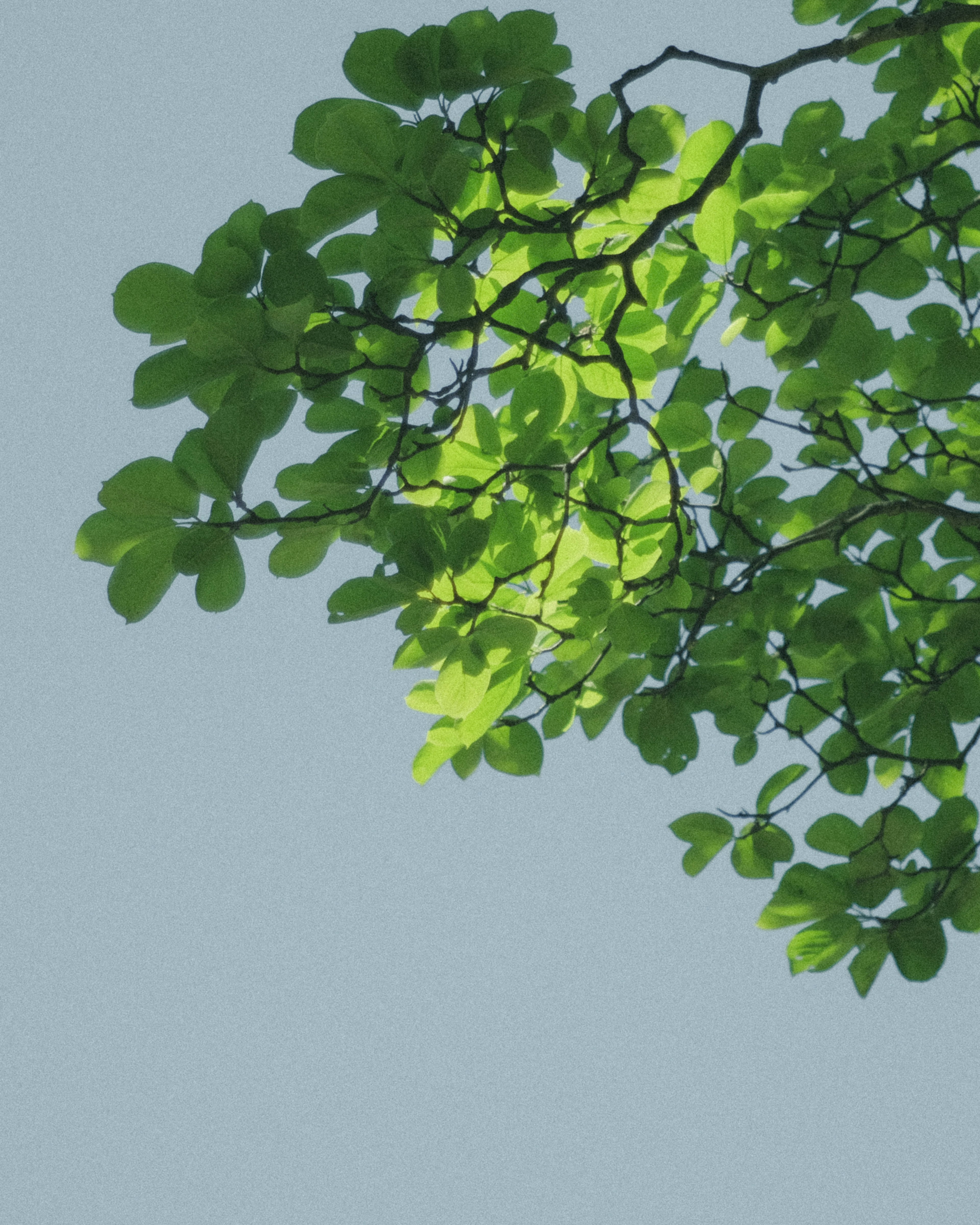 Gros plan sur des feuilles vertes et des branches contre un ciel bleu