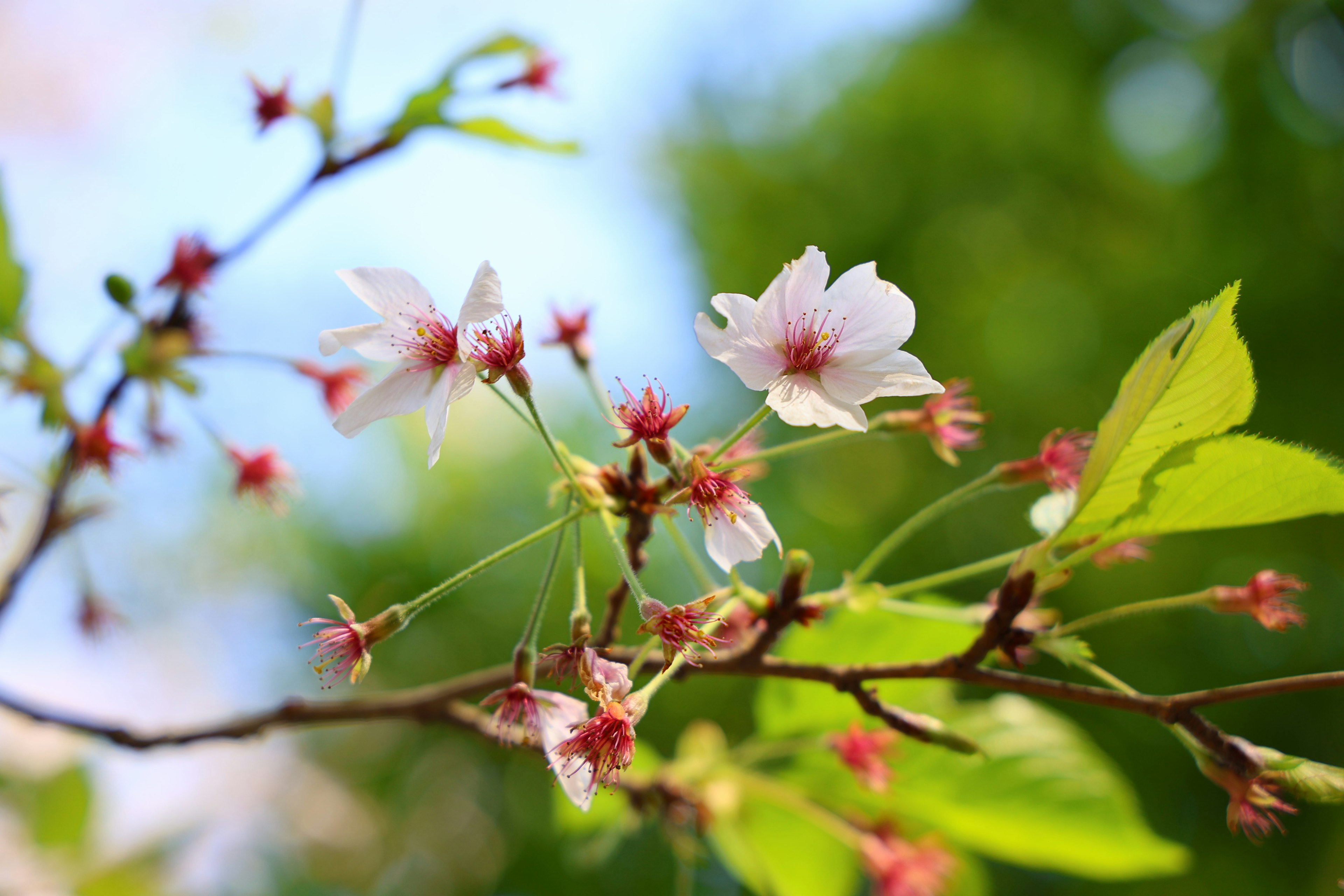 Foto en primer plano de flores de cerezo y hojas verdes en una rama