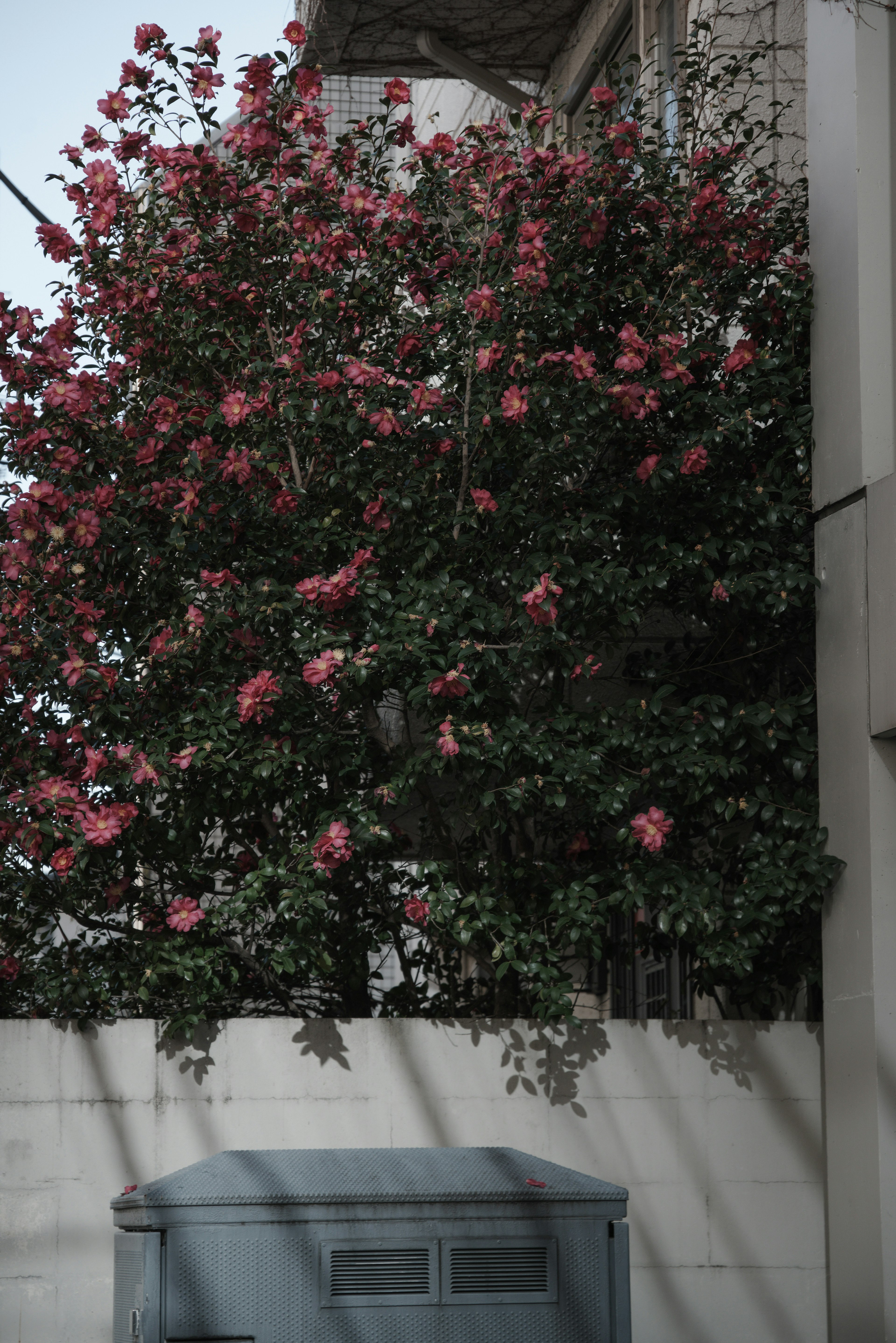 Un árbol en flor con flores rosas junto a un buzón gris