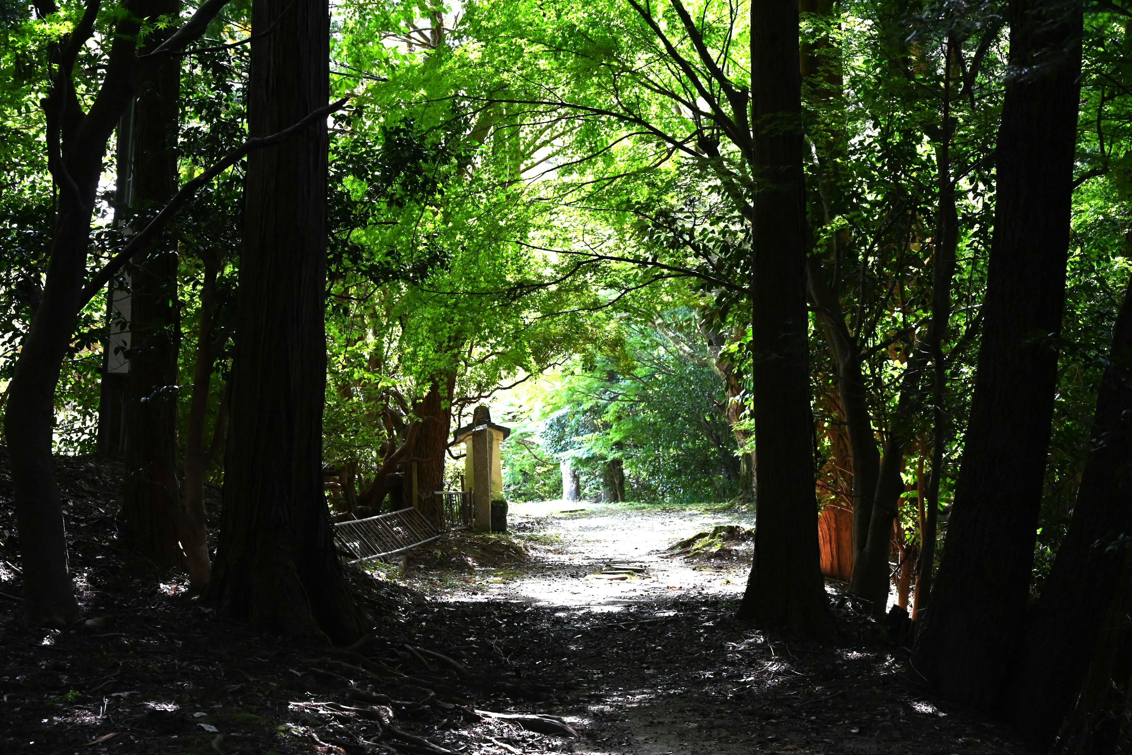 Serene pathway surrounded by lush green trees