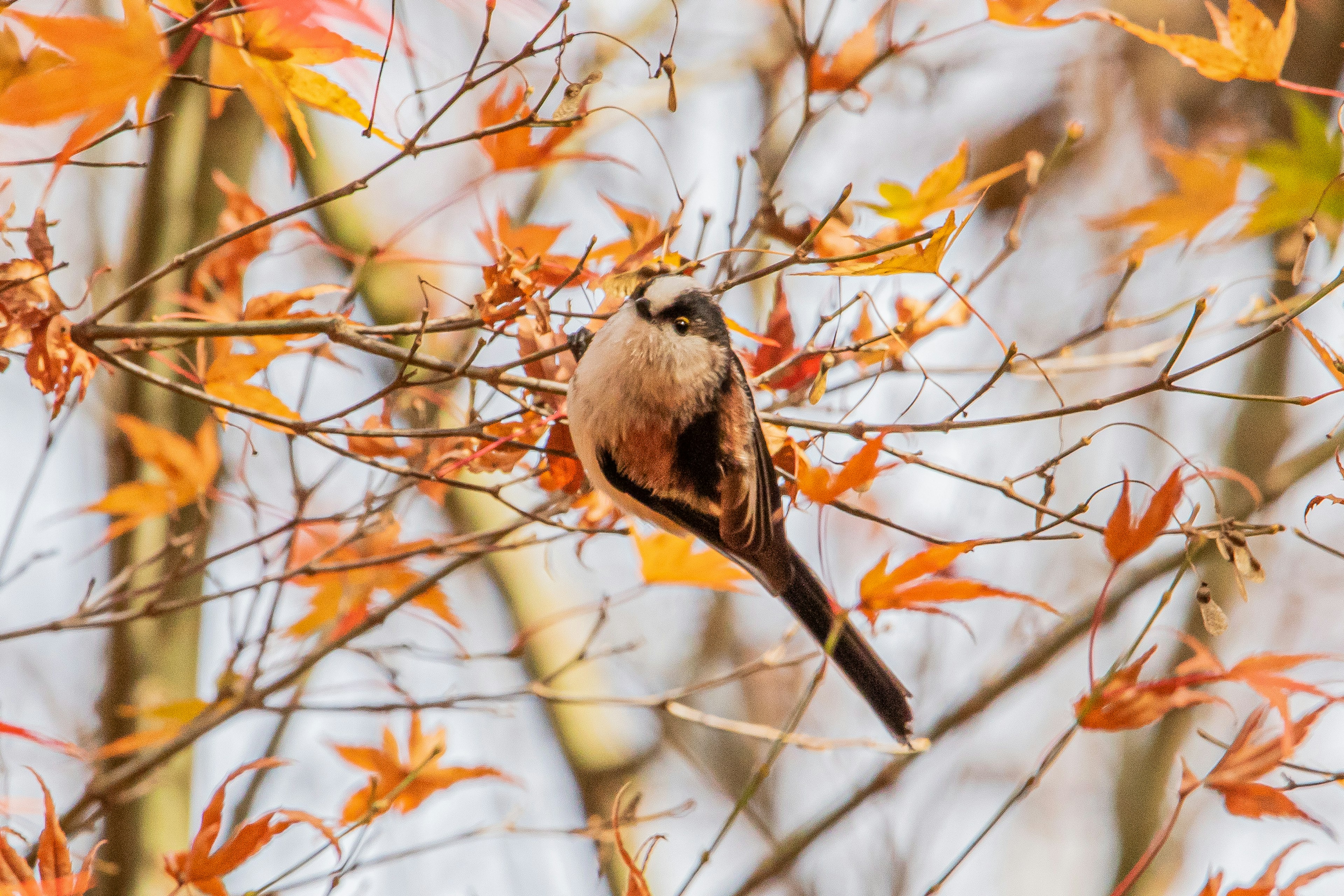 Ein kleiner Vogel, der auf herbstlichen Blättern sitzt