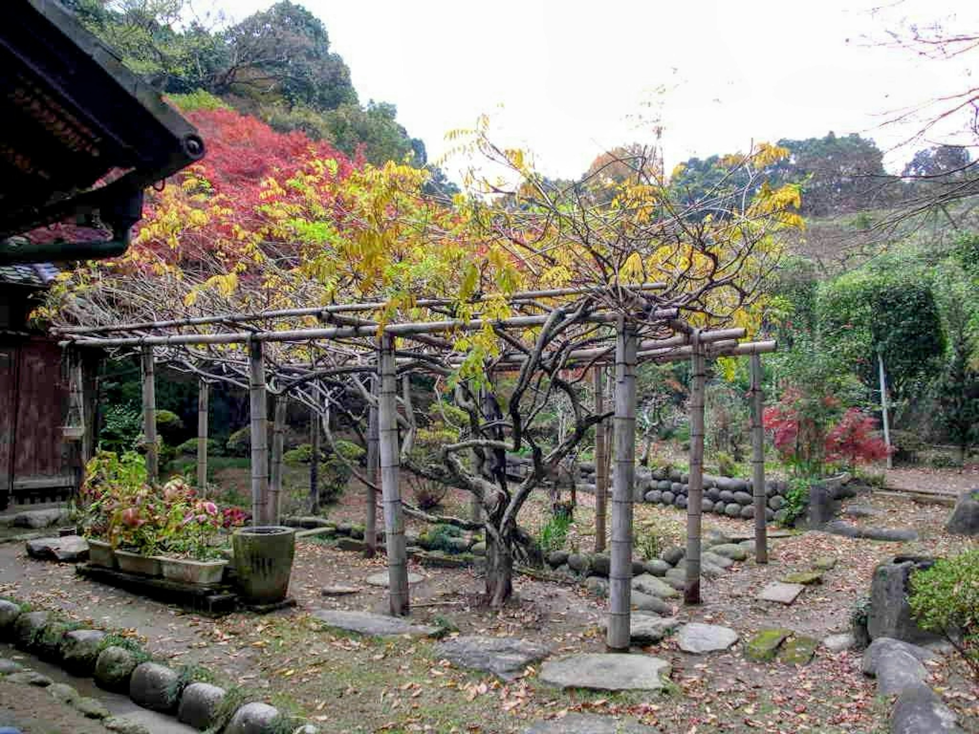 가을의 일본 정원에 있는 격자와 다채로운 잎사귀