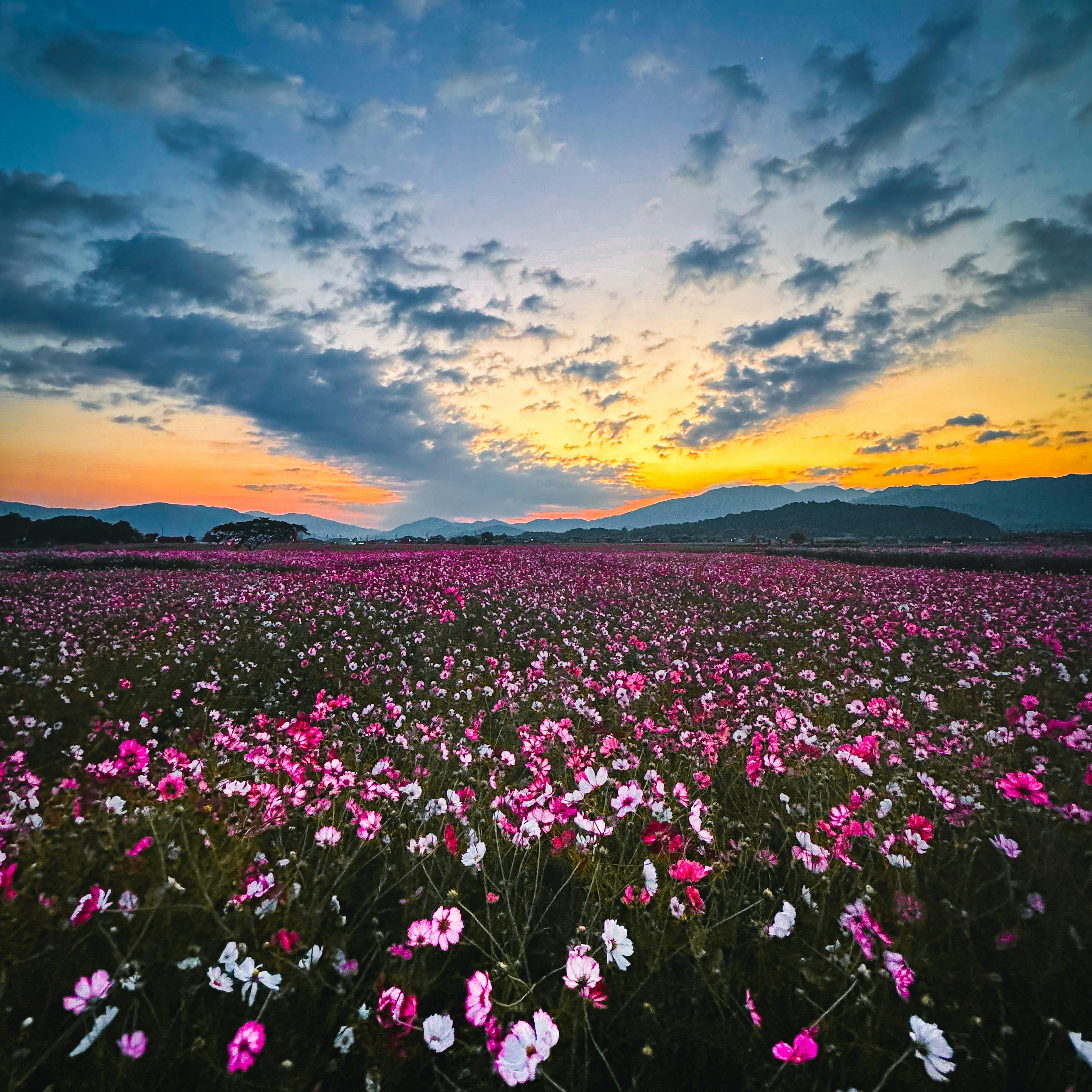 夕焼けに照らされた花畑広がる風景