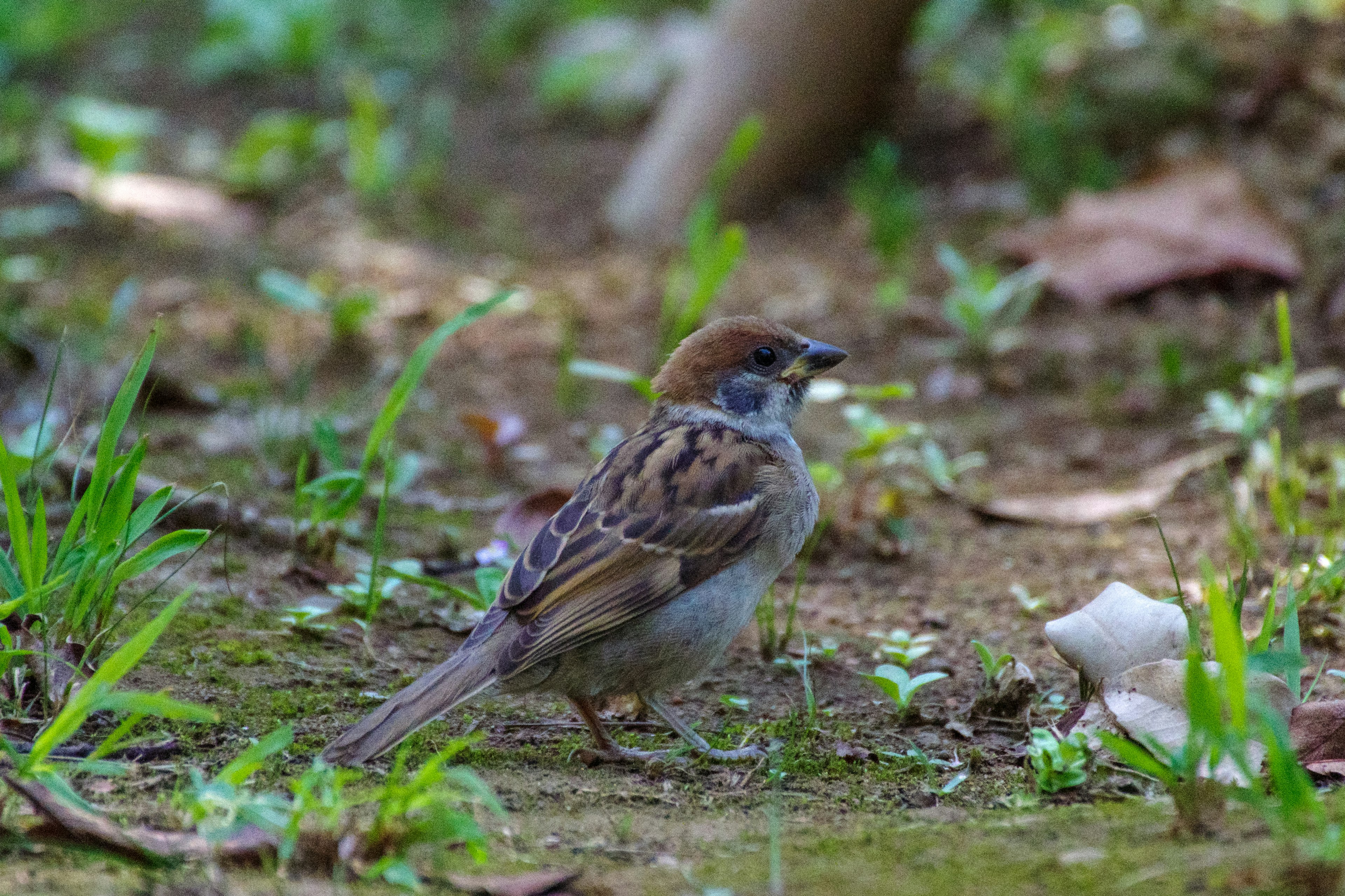 A small bird on the ground with brown and gray feathers surrounded by green grass and small leaves