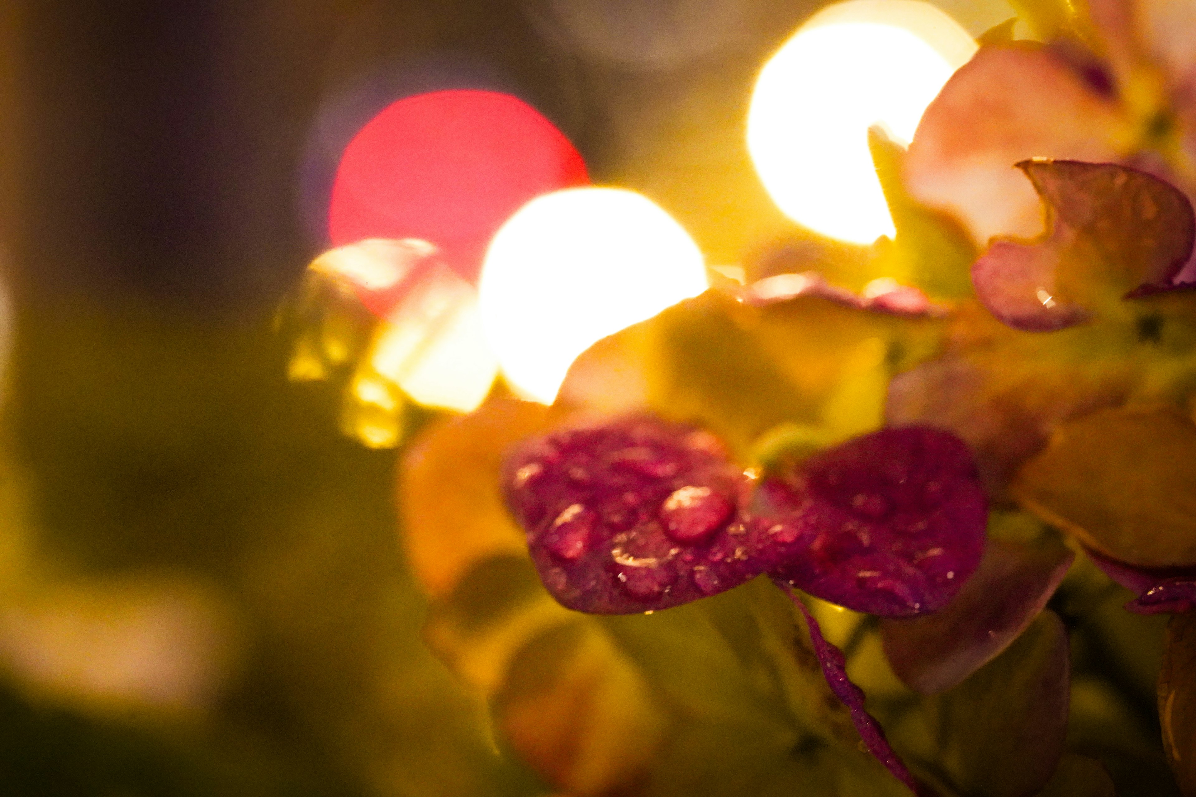 ボケた背景の光と水滴がついた葉がある夜の植物