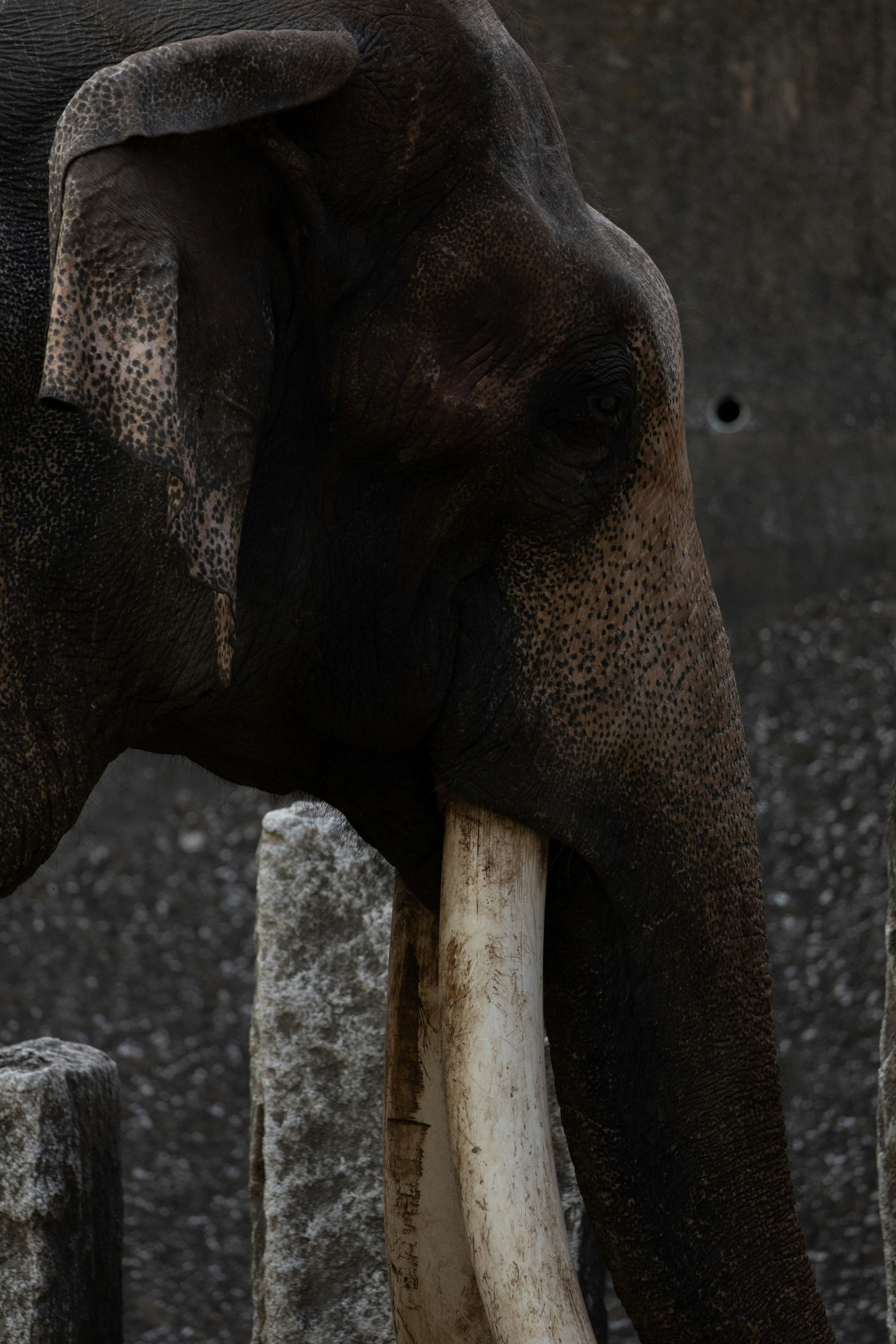 Primo piano della testa di un elefante con grandi zanne
