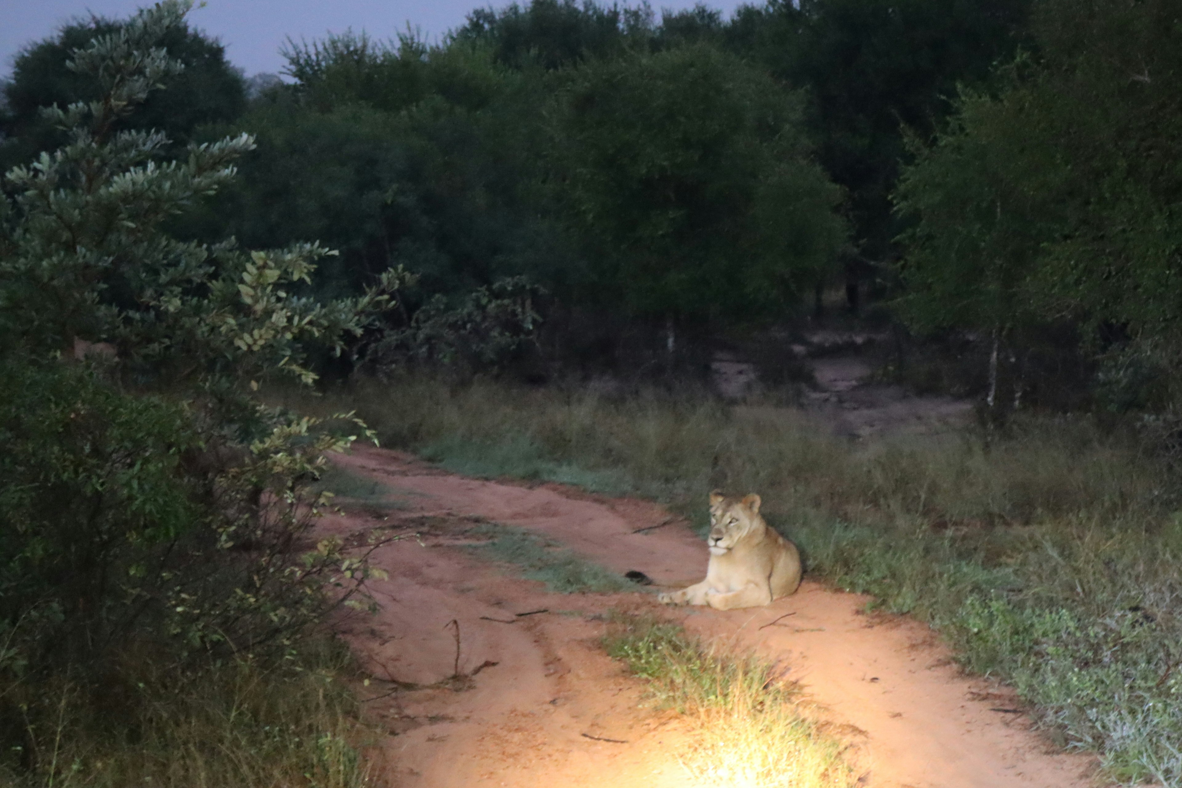 Ein Löwe ruht auf einem Schotterweg in der Savanne bei Nacht