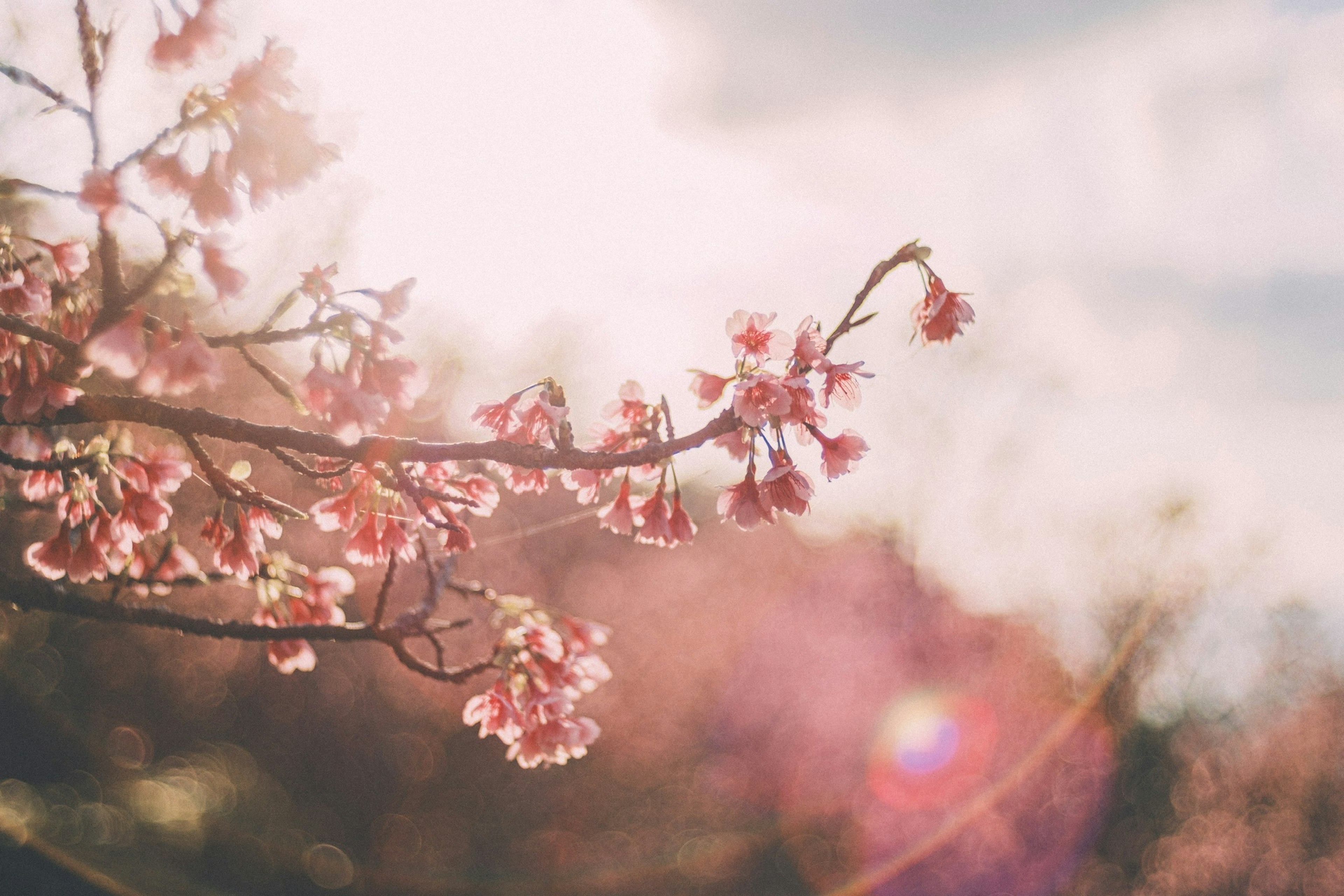 Acercamiento de una rama de cerezo en flor con luz suave de fondo