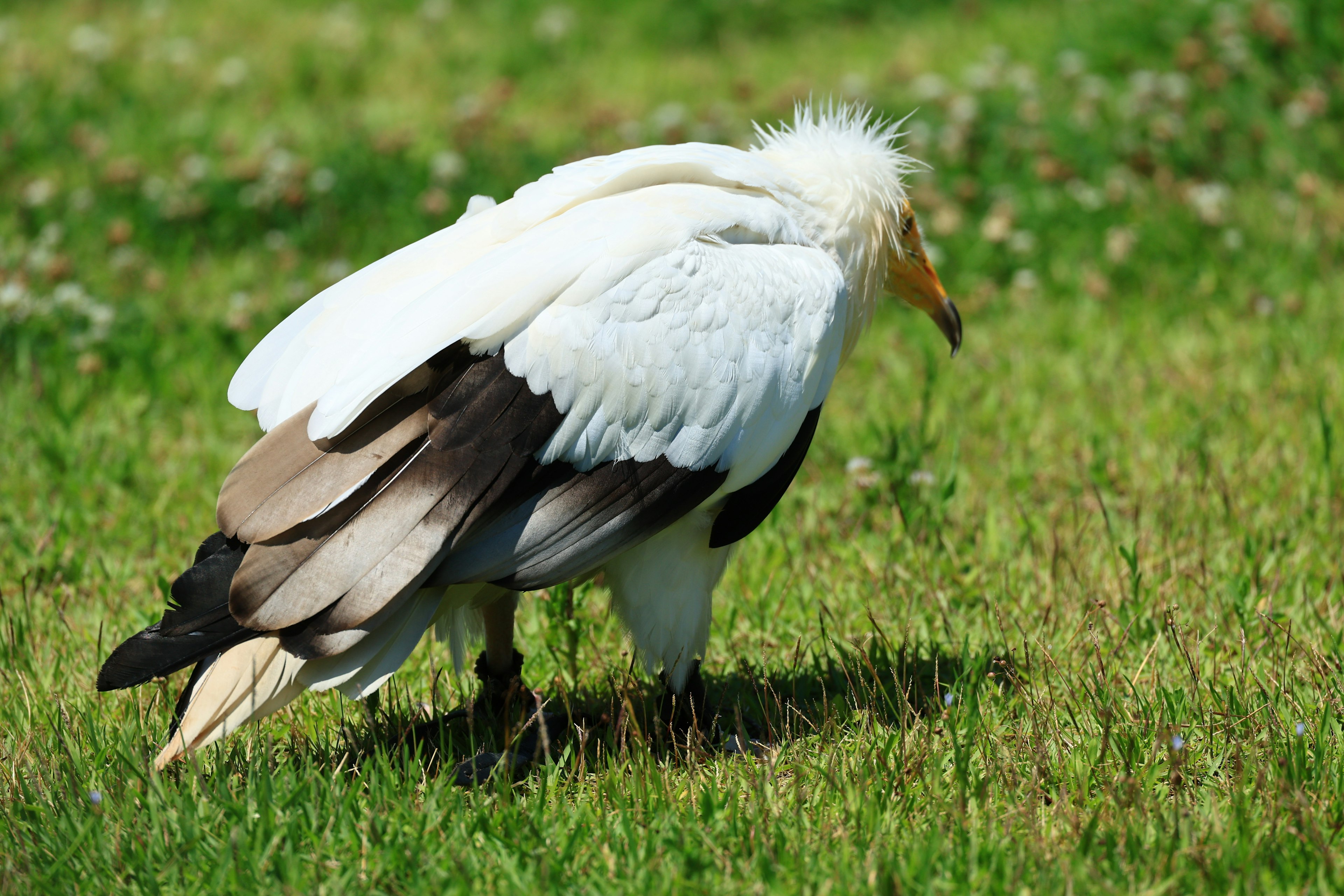 Seekor burung dengan bulu putih dan hitam berjalan di atas rumput