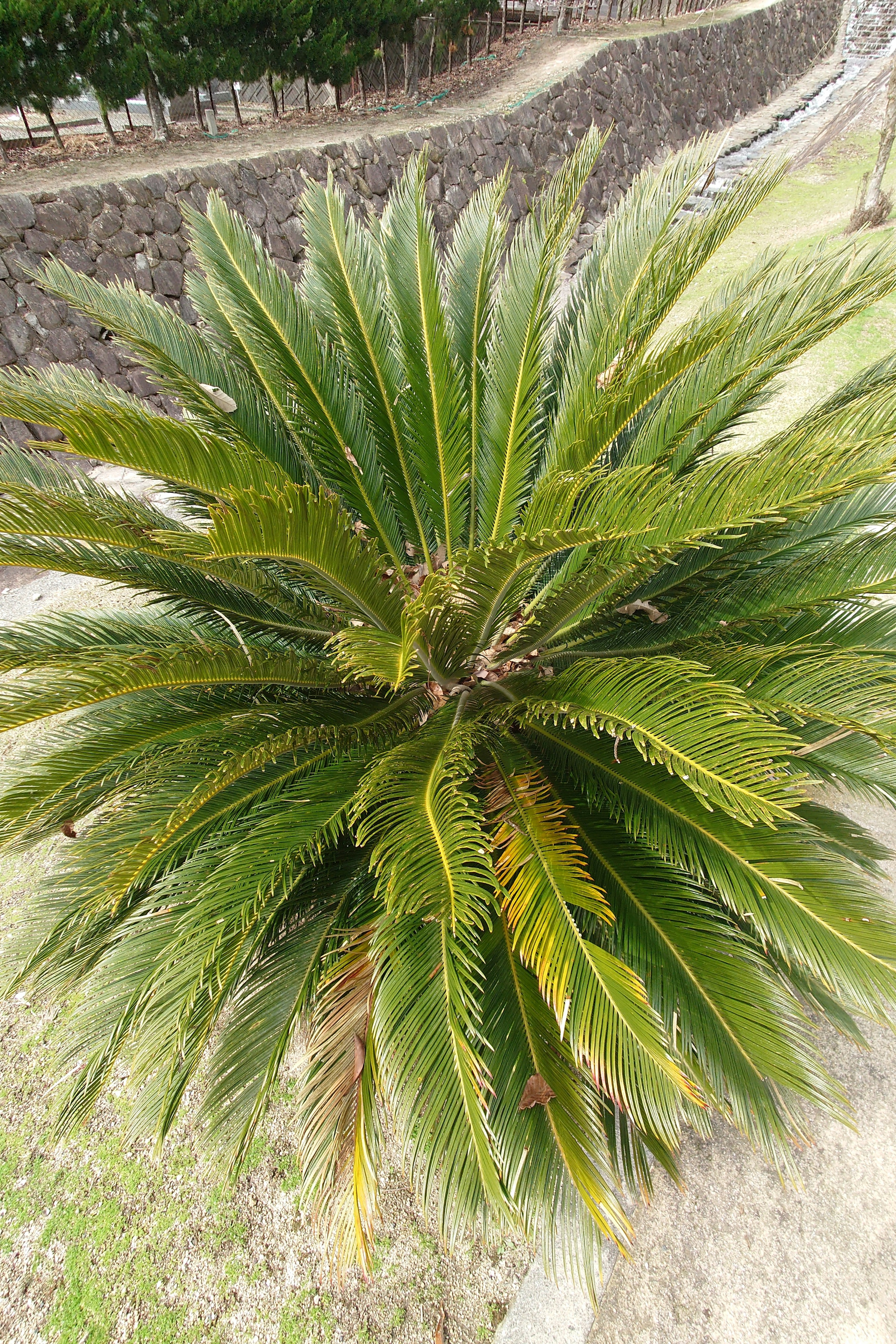 Vue du dessus d'une plante ressemblant à un palmier avec des feuilles vertes