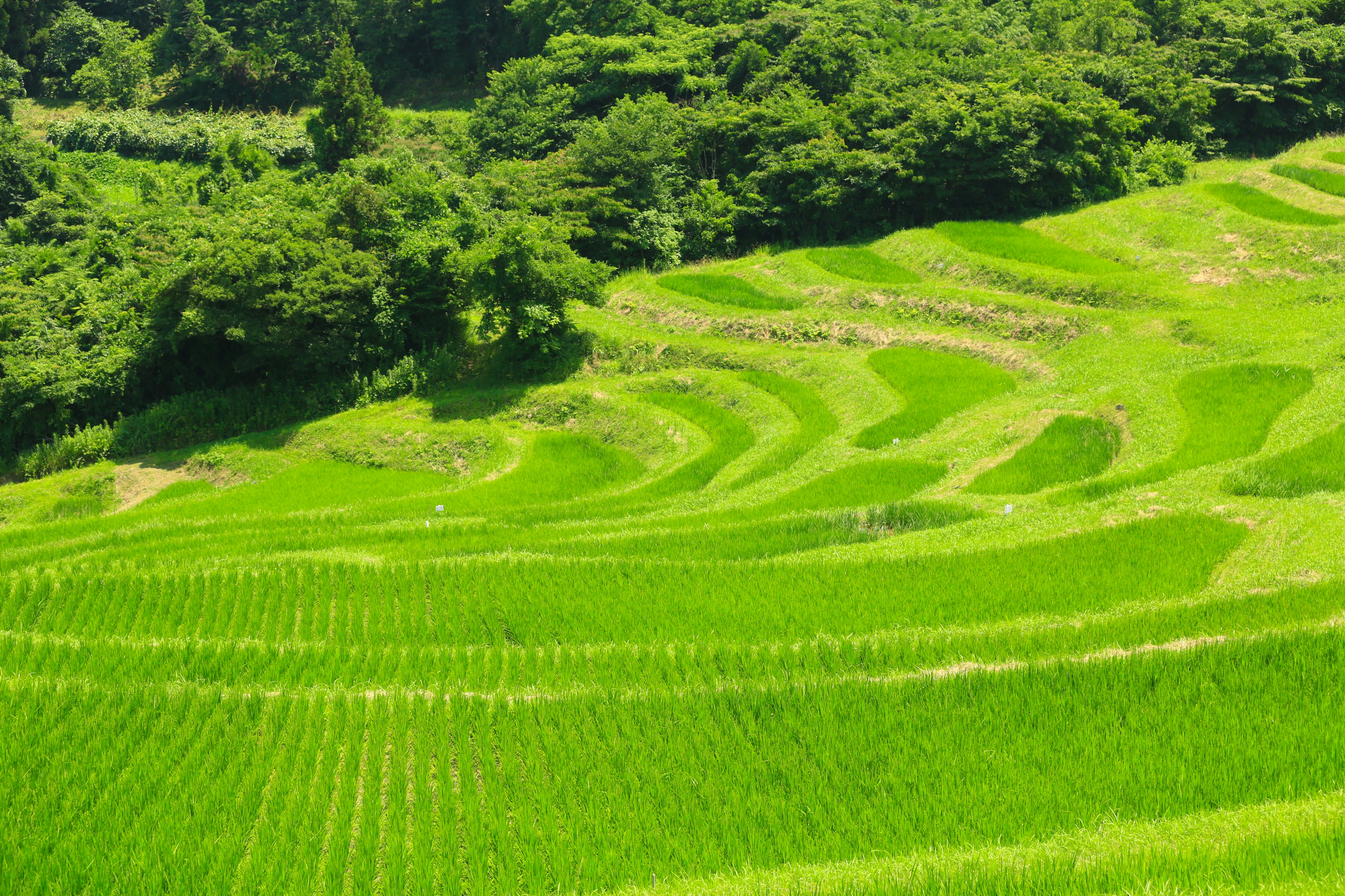 Campos de arroz en terrazas verdes con patrones vibrantes