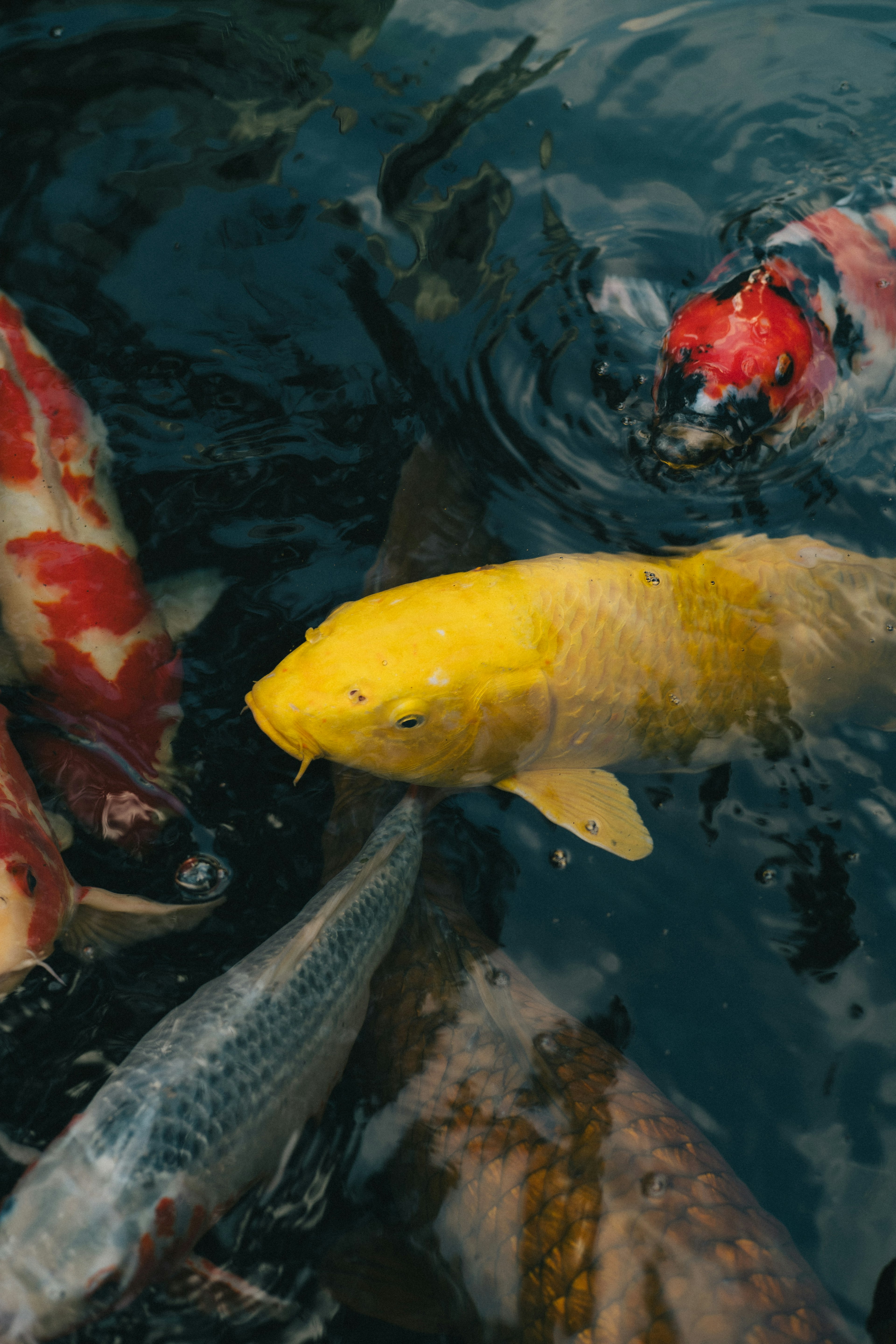 Ikan koi kuning berenang di antara koi berwarna-warni di dalam air