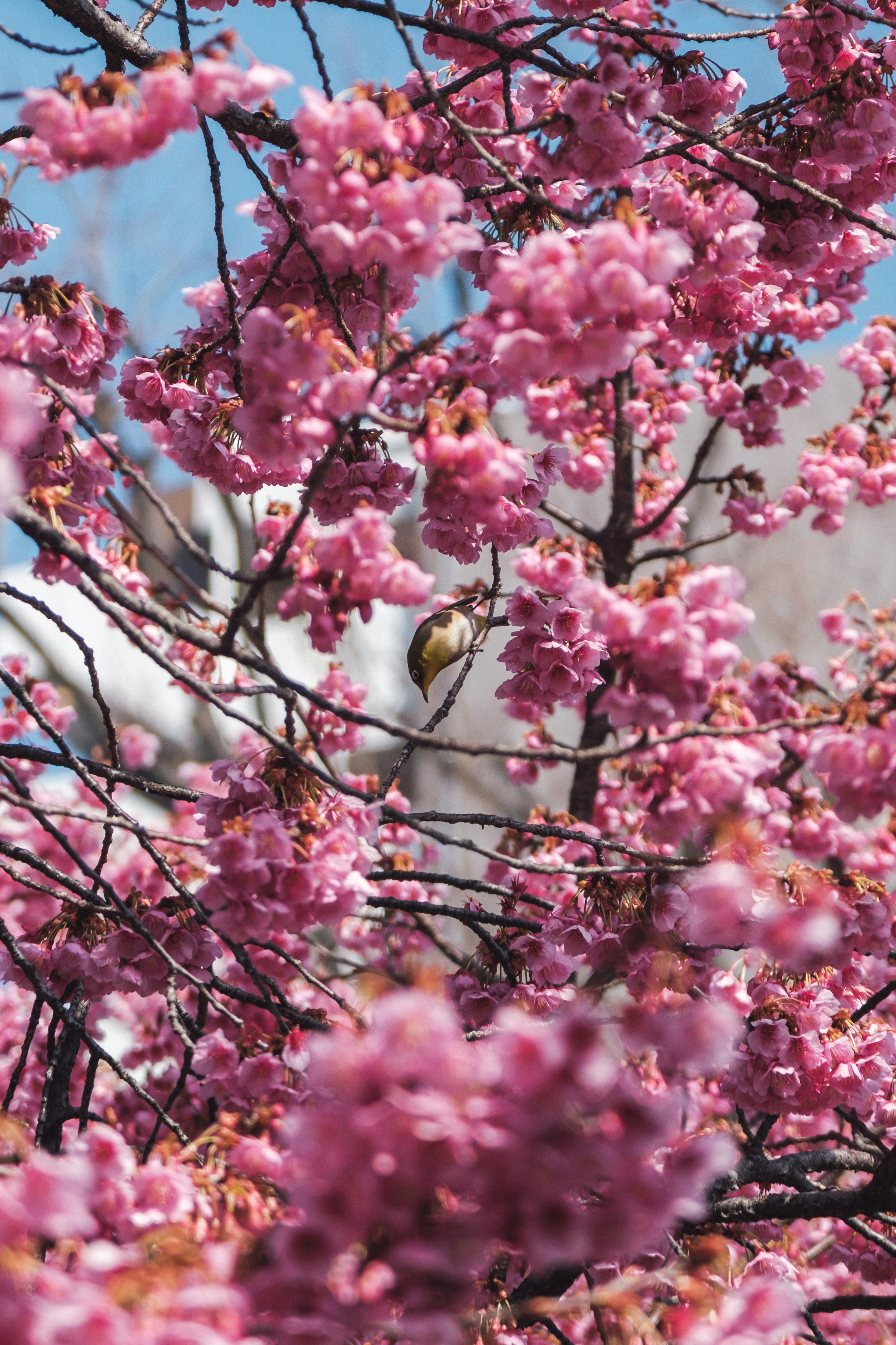 Un petit oiseau entouré de fleurs de cerisier en fleurs