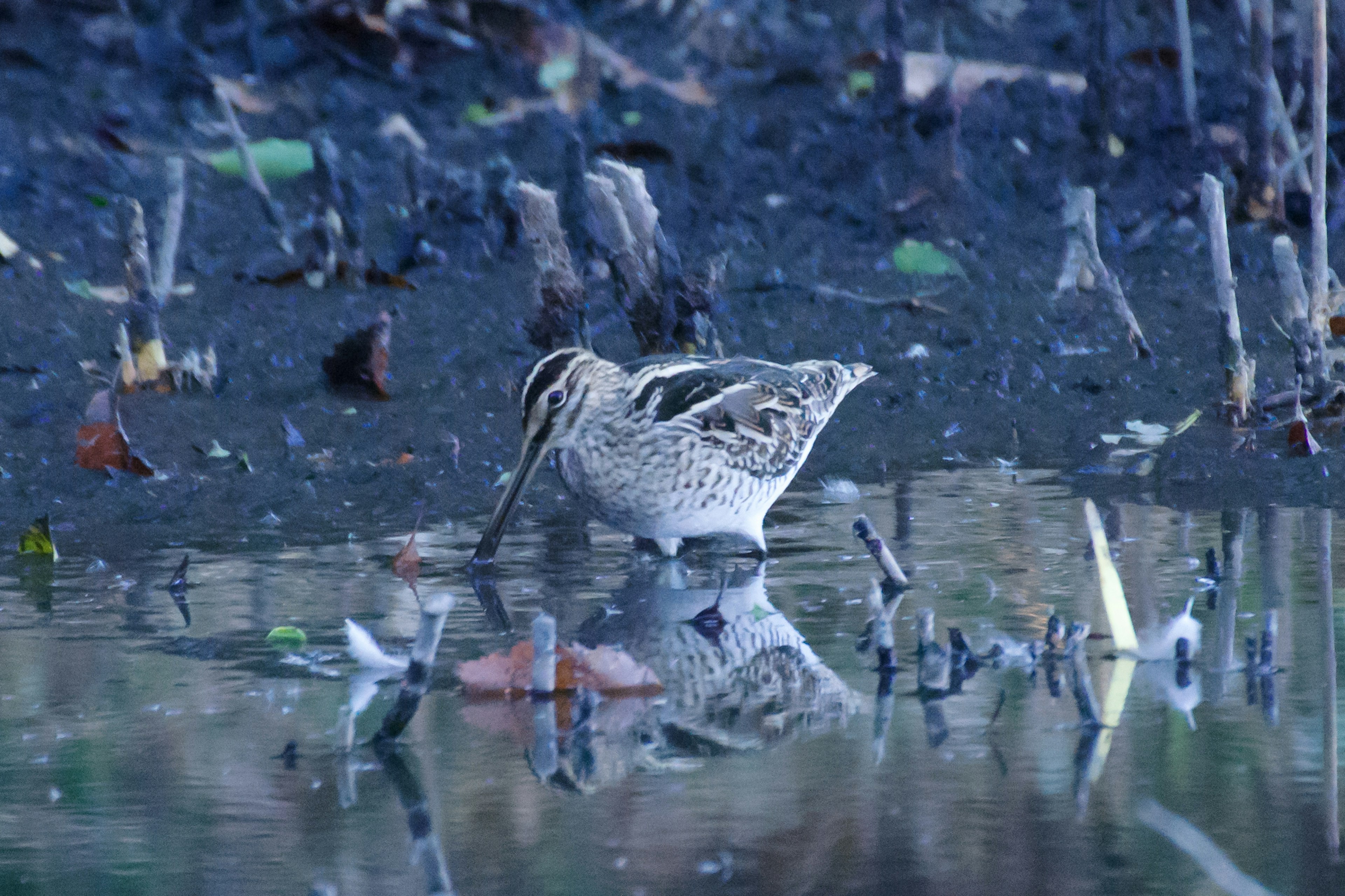 Un oiseau ressemblant à un bécassine se tenant dans l'eau peu profonde en regardant vers le bas