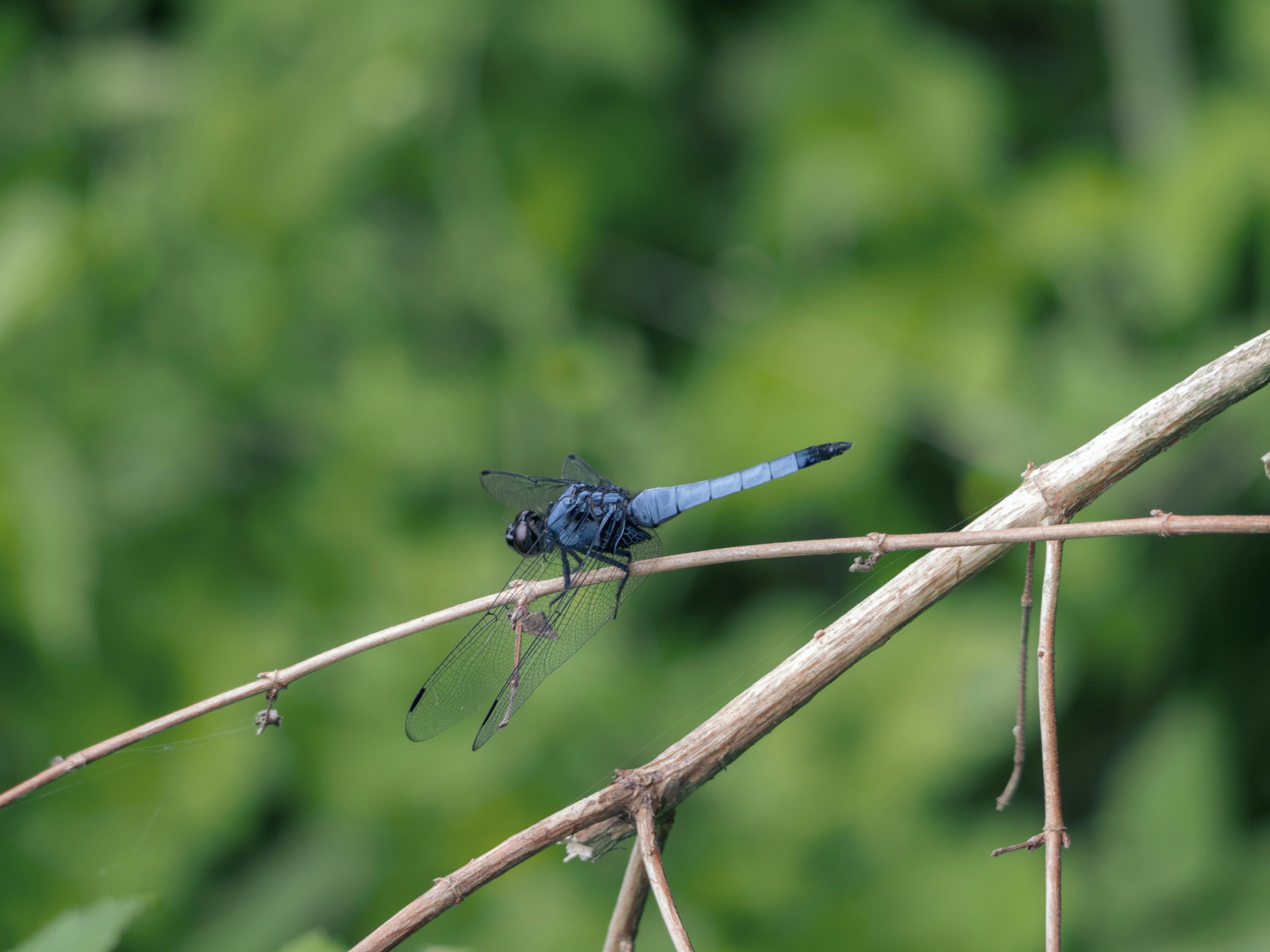 A blue dragonfly perched on a branch with a green leafy background