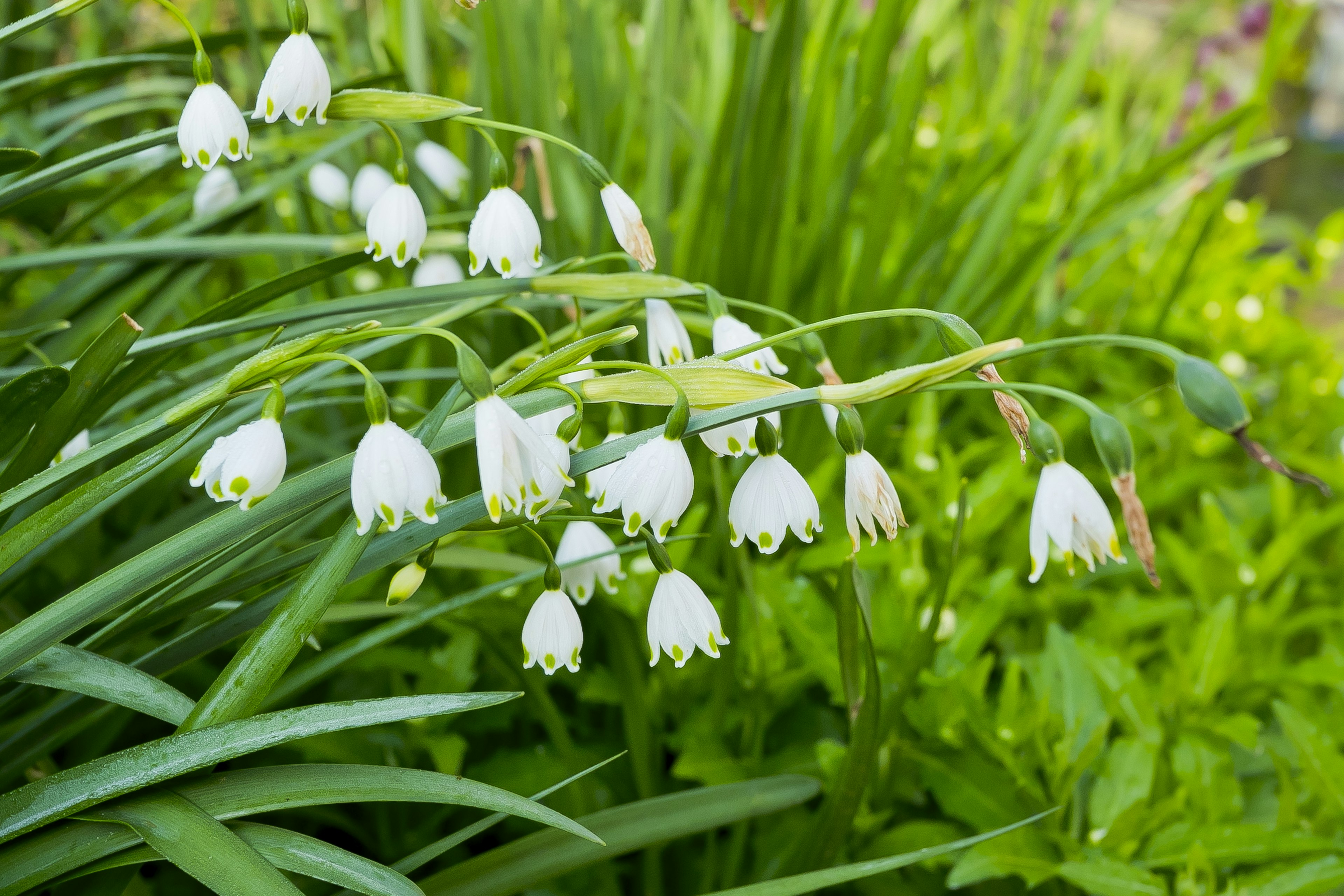 Primer plano de flores blancas en forma de campana rodeadas de hojas verdes