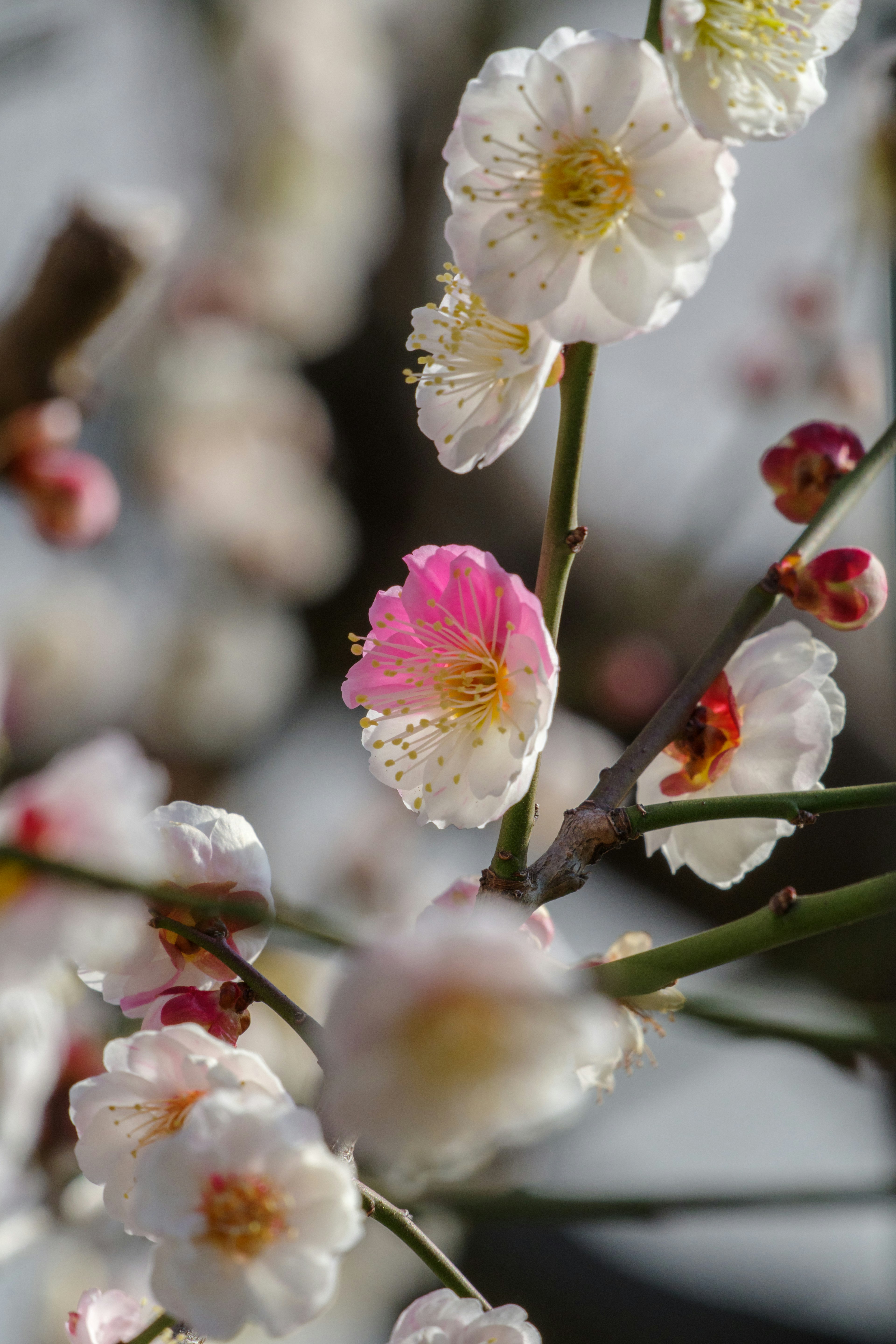 梅树枝条的特写，白色和粉红色花朵